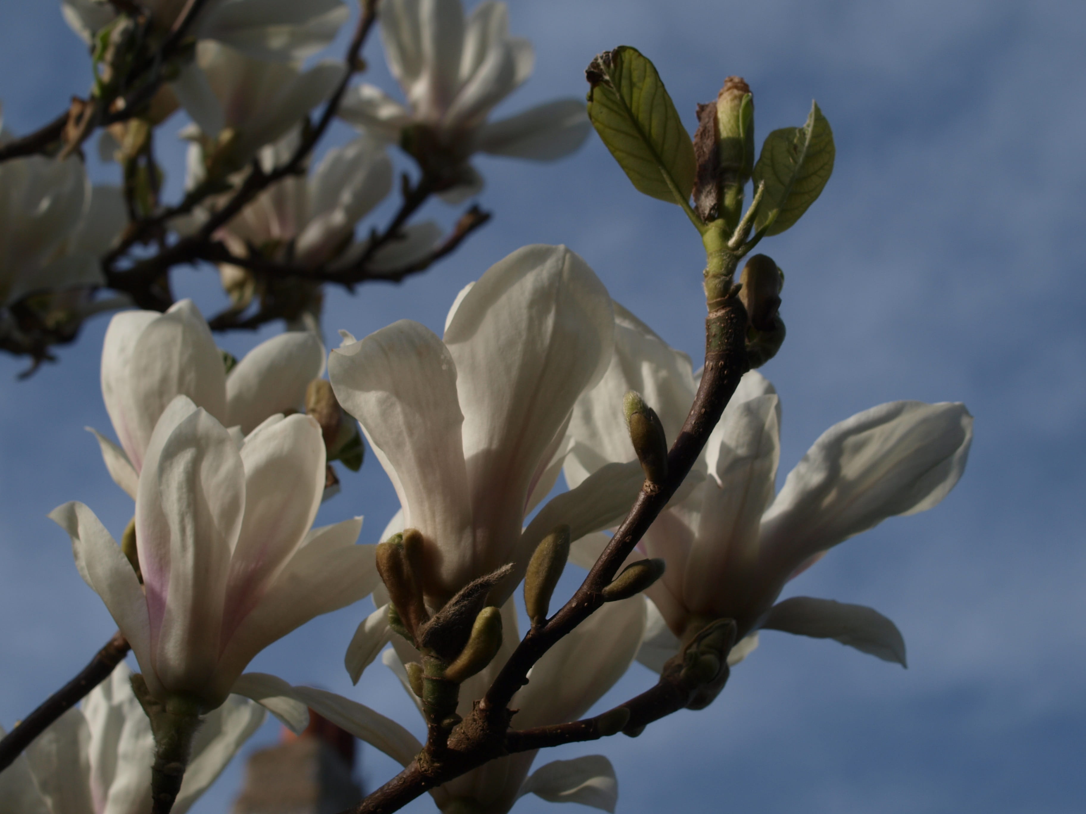 inflorescence, outdoors, branch, no people, tree, sky, freshness, 2K, nature, pollen, vulnerability, low angle view, springtime, flower head, close-up, HD Wallpaper