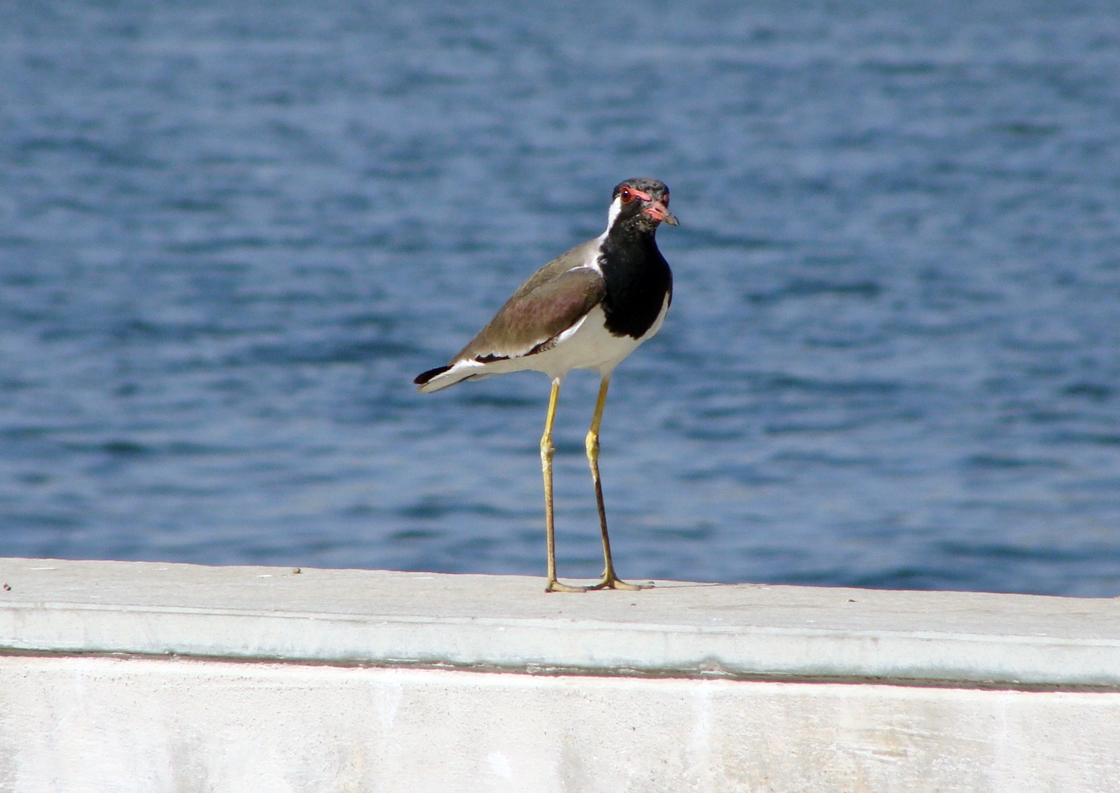 nature, perching, focus on foreground, lapwing, india, seagull, animal, animal themes, riverfront, 1080P, no people, sabarmati, avian, waterfront, animals in the wild, HD Wallpaper