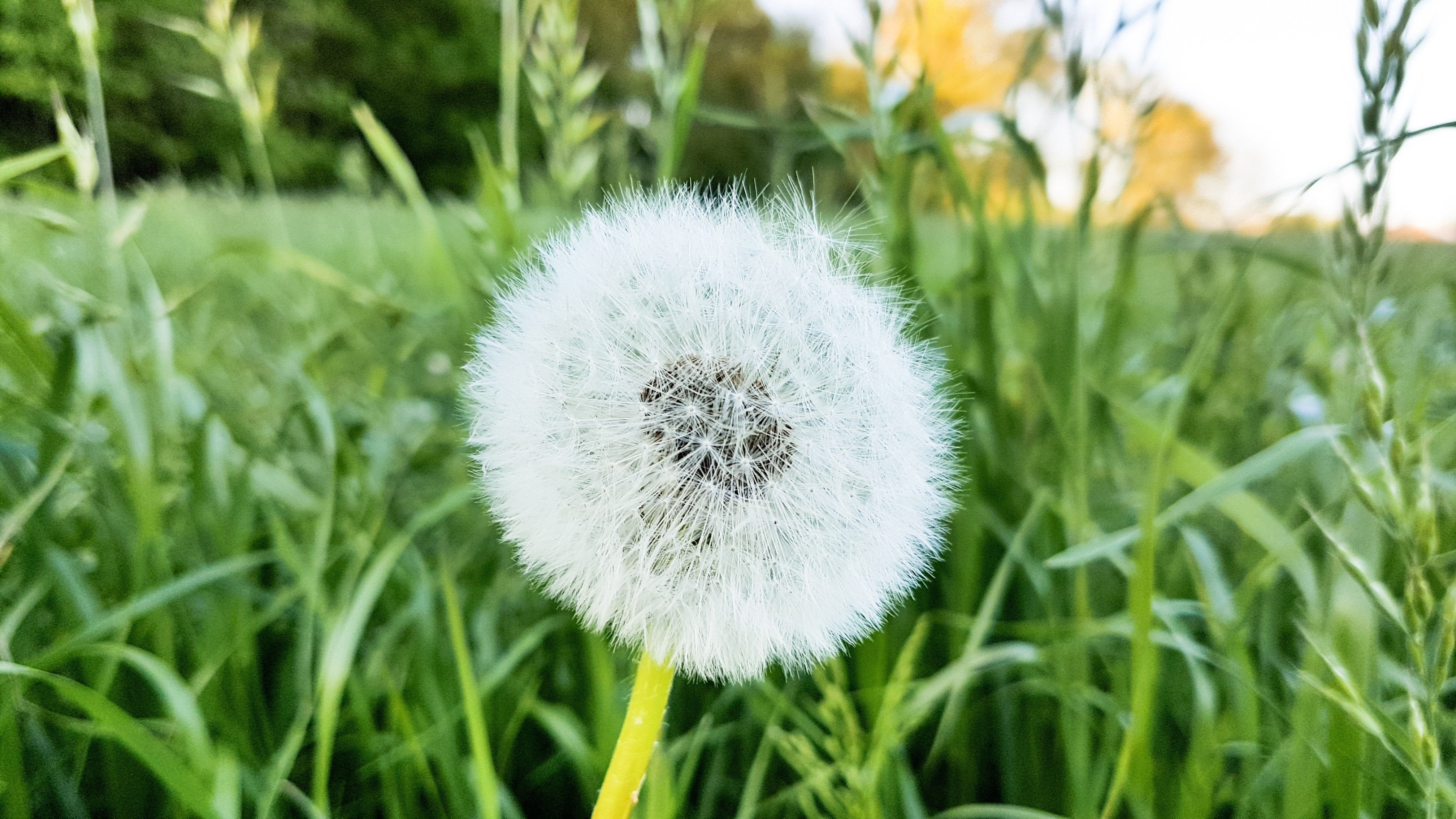Dandelion, Meghalaya, Overgrown, 4K, Natural Light, nature, HD Wallpaper