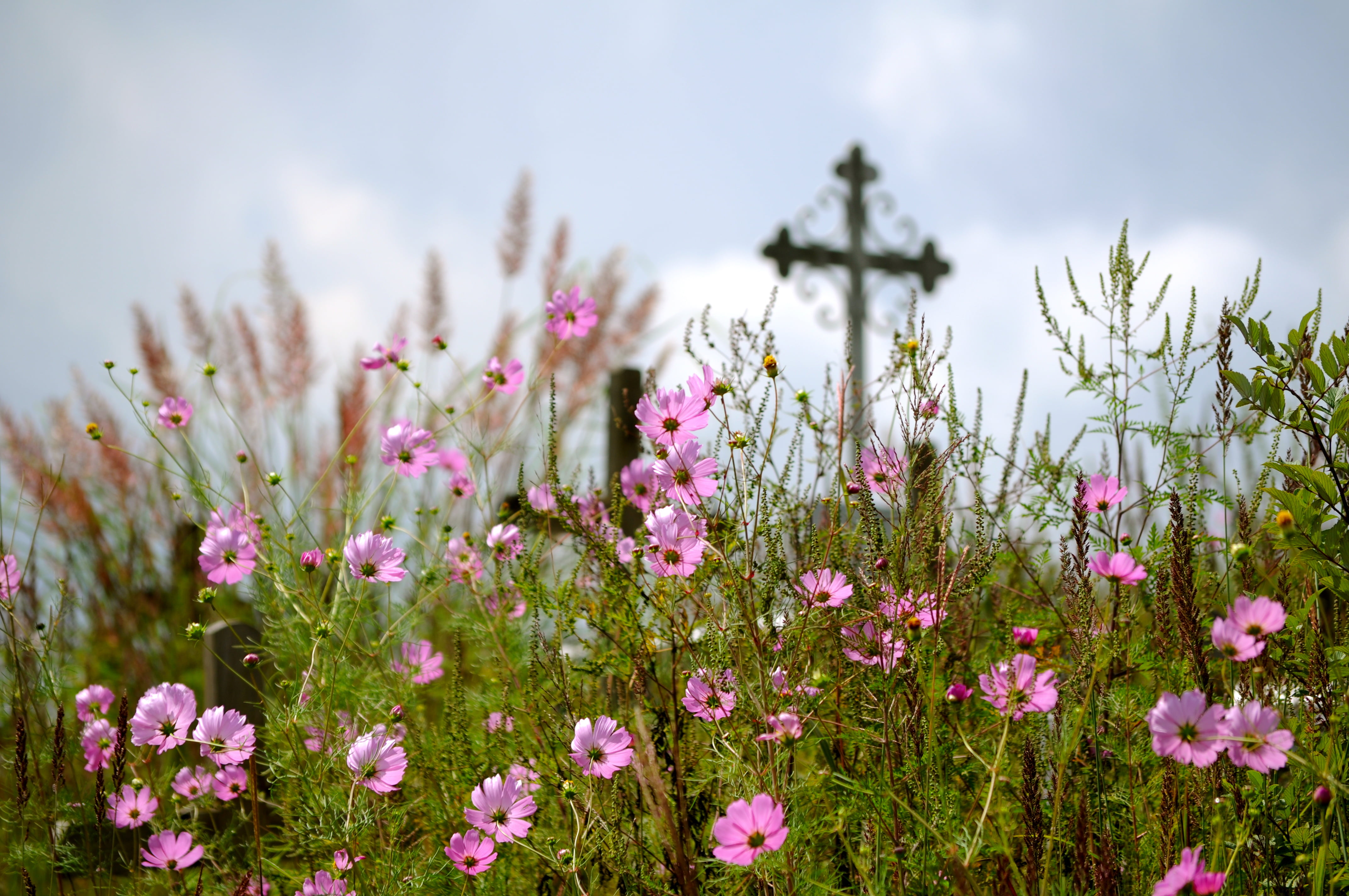 flower, nature, nikon  D5000, Cherrapunji, day, springtime, meghalaya, lot, shallow, graveyard, pink, photography, focus, outdoors, shallow focus, Beauty, HD Wallpaper