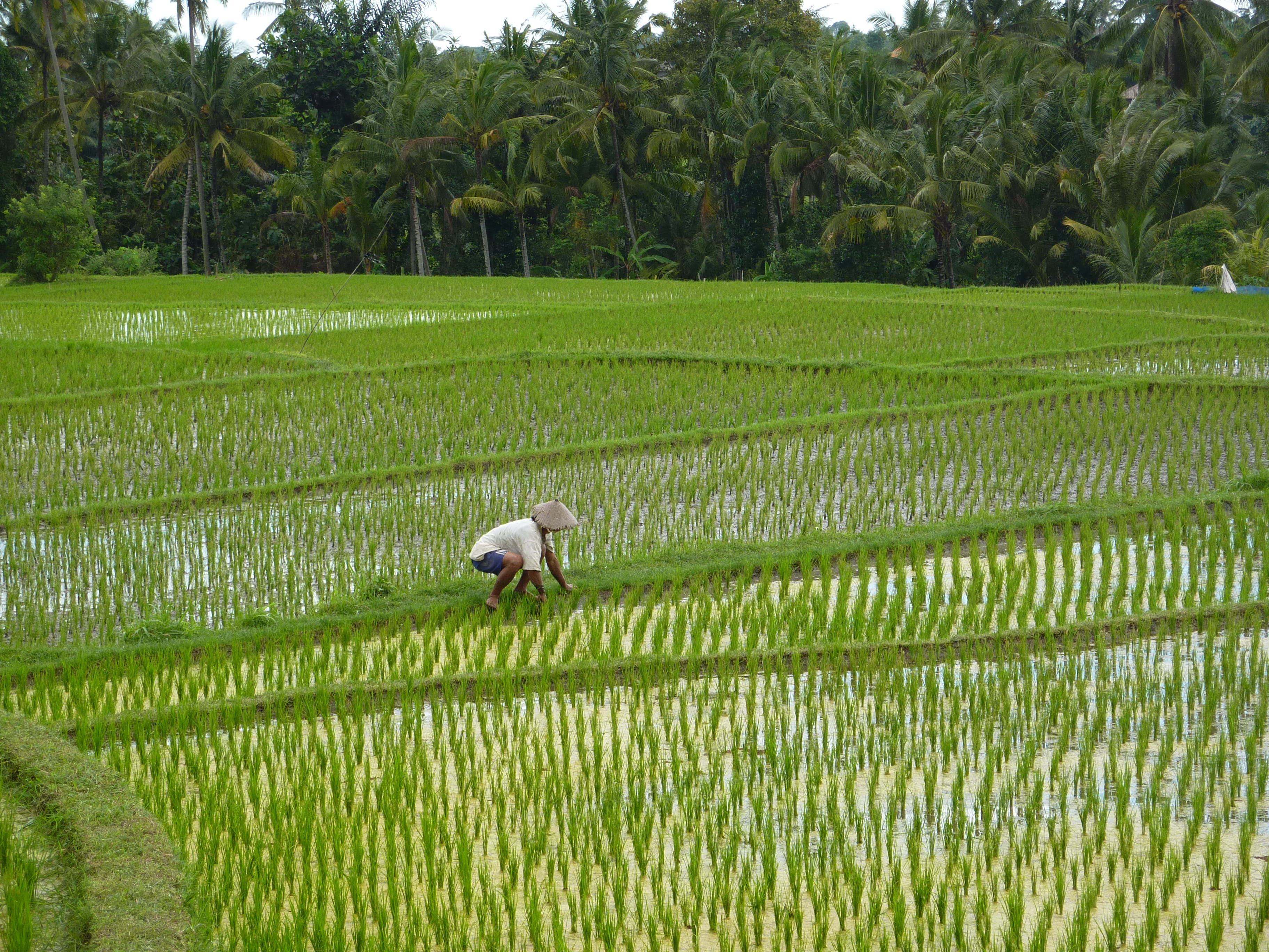 2K, farmer, indonesia, crop, land, environment, tree, ubud, field, landscape, rural scene, day, scenics - nature, growth, green color, plant, farm, beauty in nature, HD Wallpaper