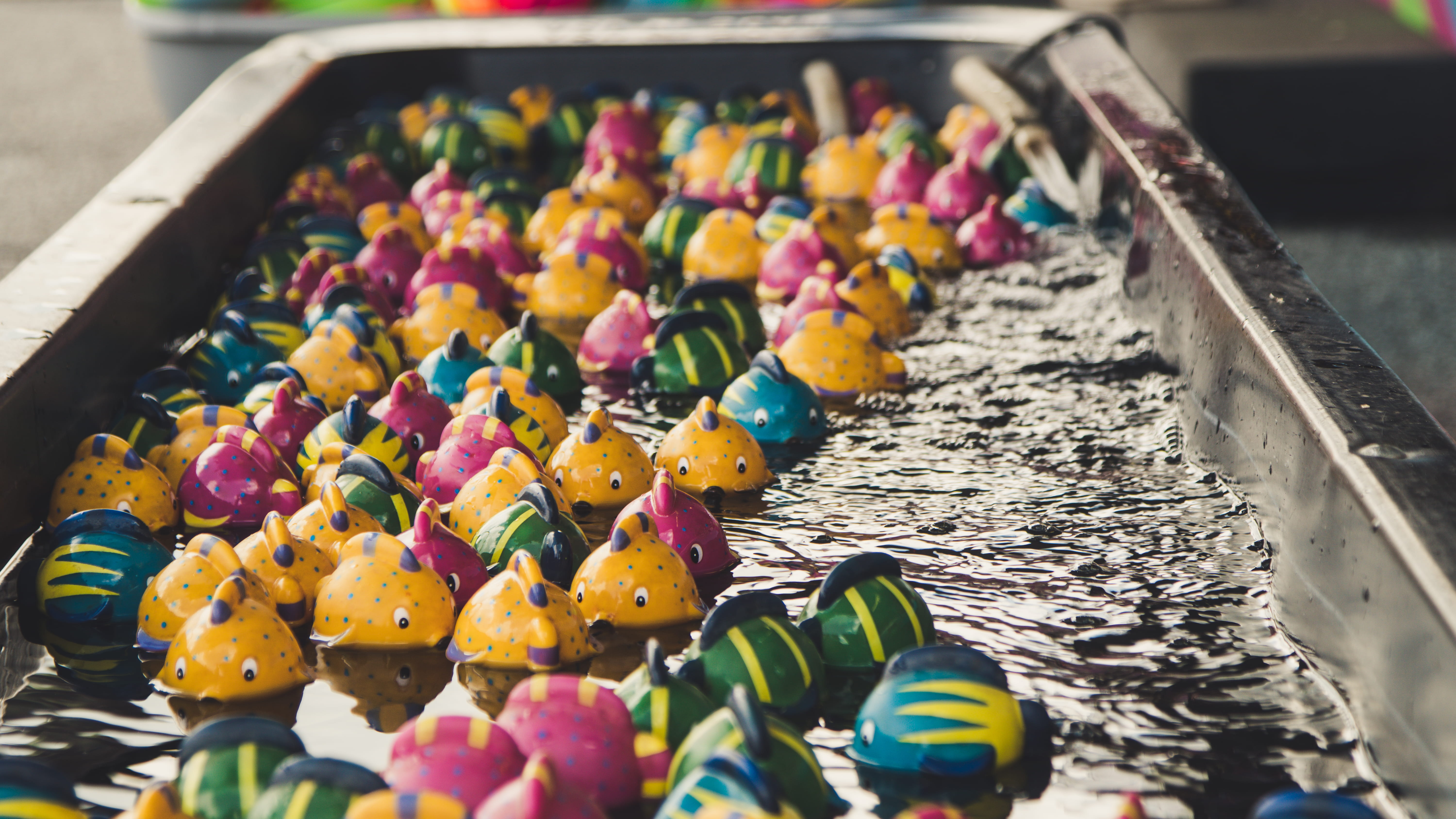 abundance, choice, food, food and drink, tray, riverfront trail, sweet food, selective focus, in a row, high angle view, fish, multi colored, faire, indoors, HD Wallpaper