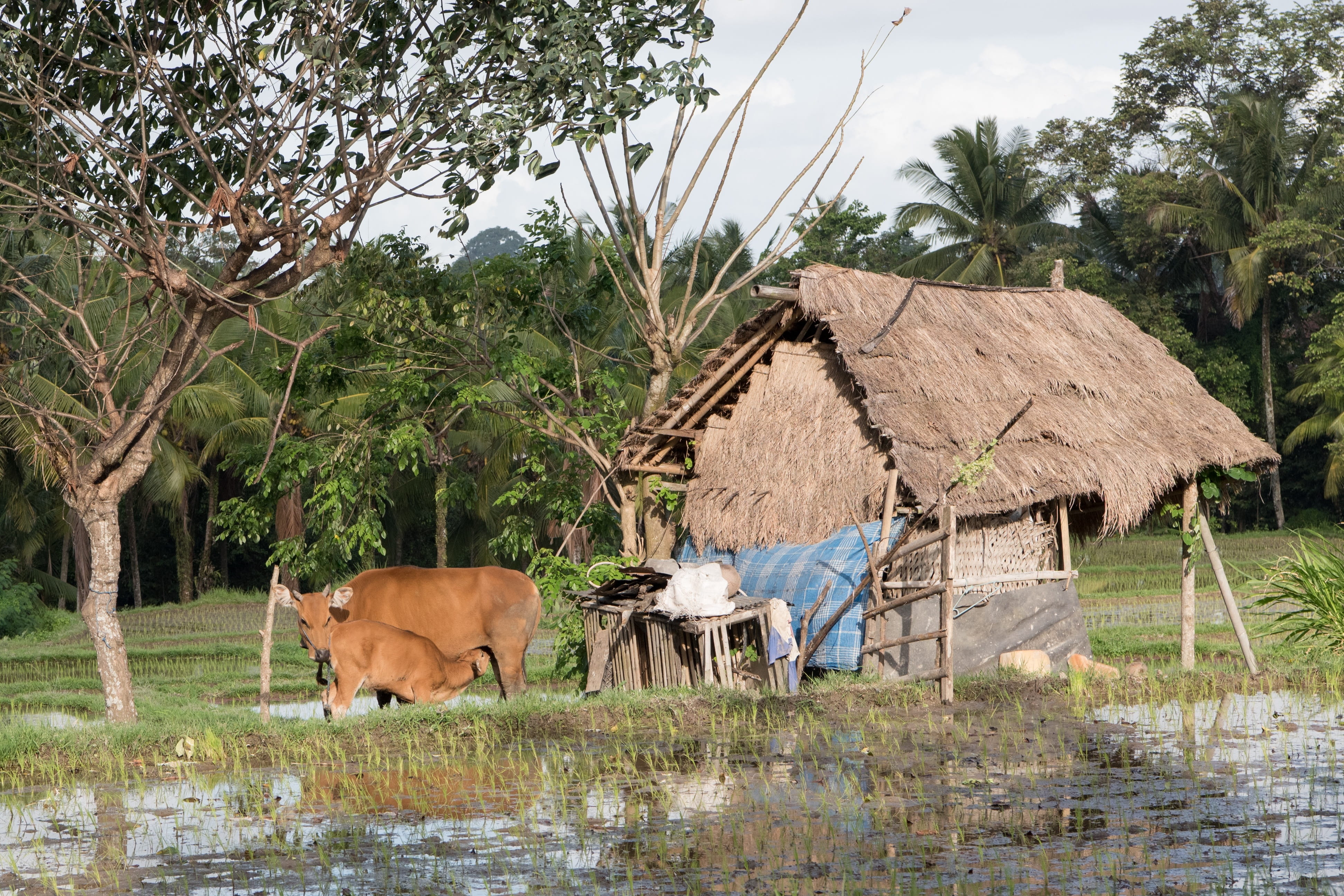 farm, day, field, sky, bali, domestic cattle, no people, paddy, cow, rice paddy, indonesia, plant, cattle, crop, animal themes, animal, farmland, domestic, HD Wallpaper