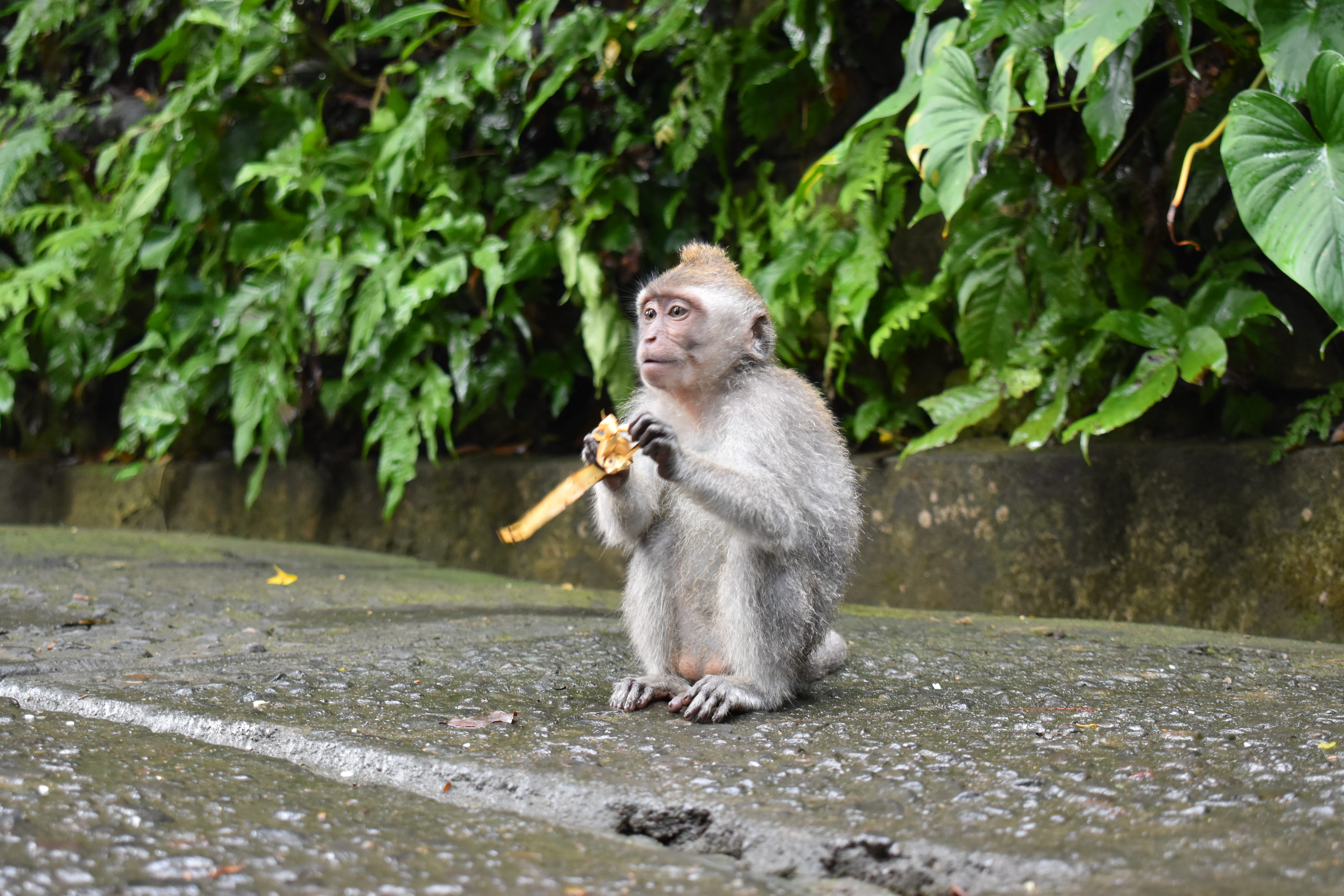 nature, looking, day, looking away, no people, humidity, bali, ape, monkey, water, banana, indonesia, ubud, jungle, animals in the wild, one animal, tropical rainforest, HD Wallpaper