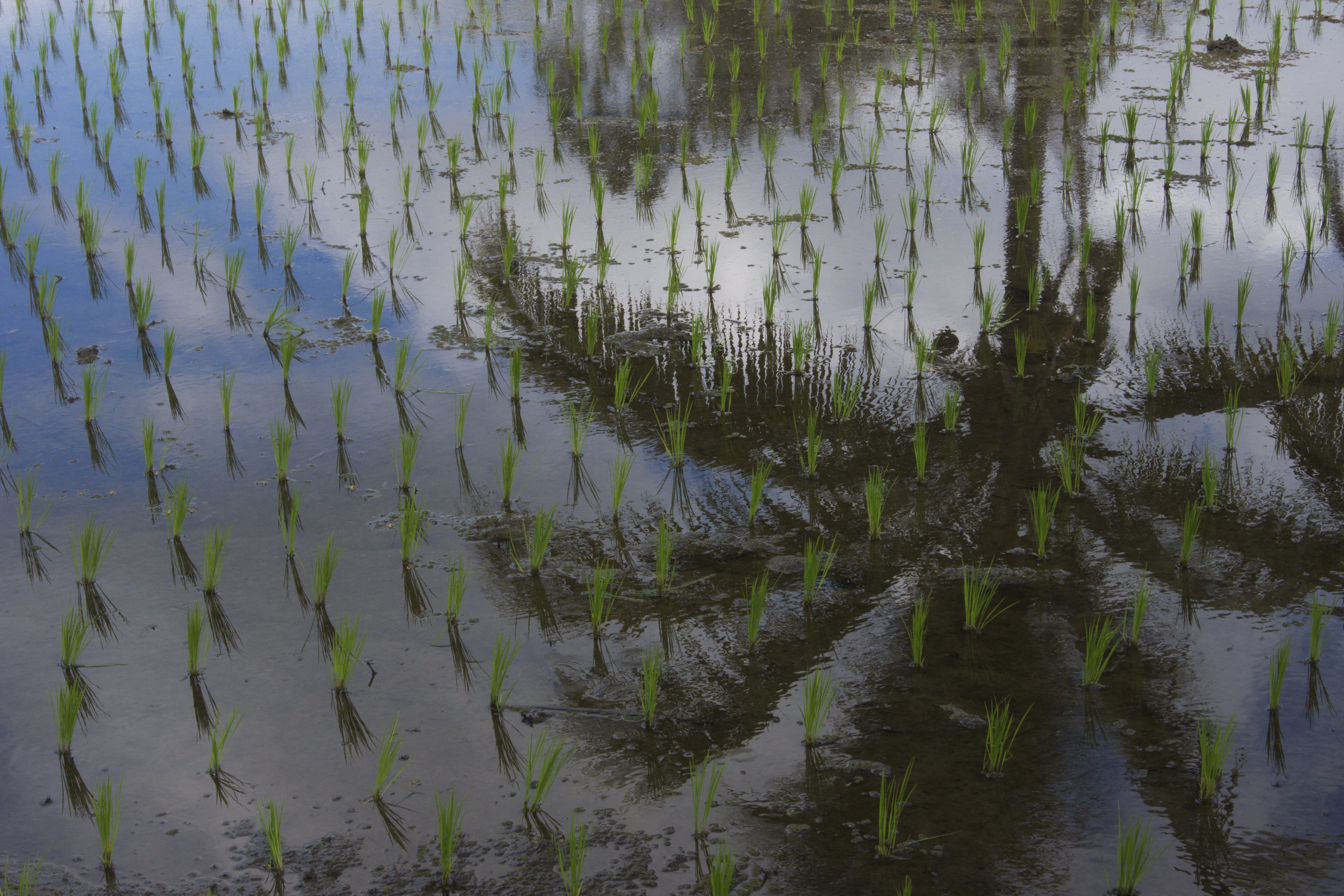 high angle view, nature, indonesia, rice, waterfront, floating on water, ubud, beauty in nature, palm, tranquility, no people, terrace, 5K, growth, tree, HD Wallpaper