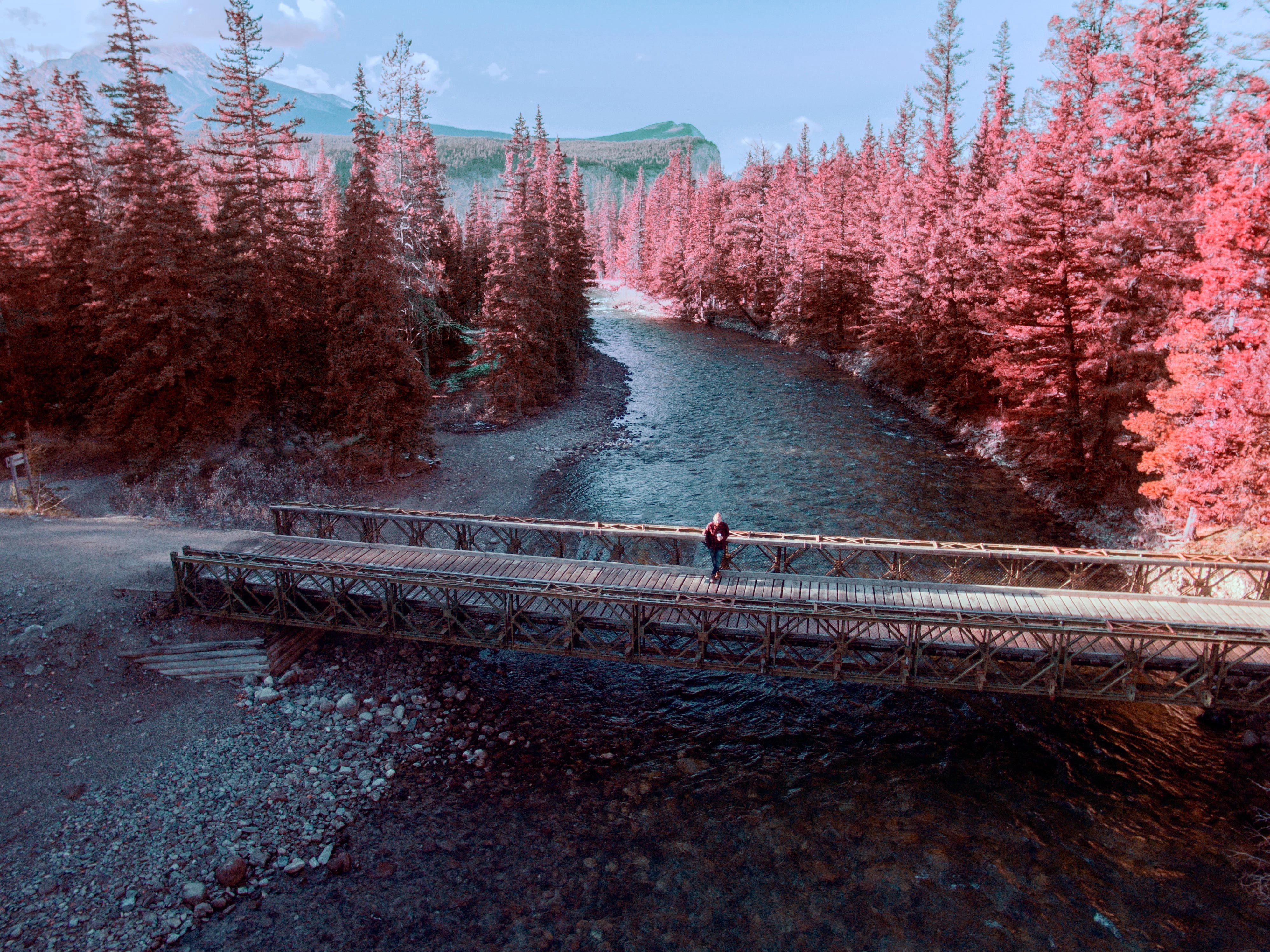 connection, built structure, bridge - man made structure, day, 4K, winter, park, pink trees, forest, architecture, water, Alberta, footbridge, walking, HD Wallpaper