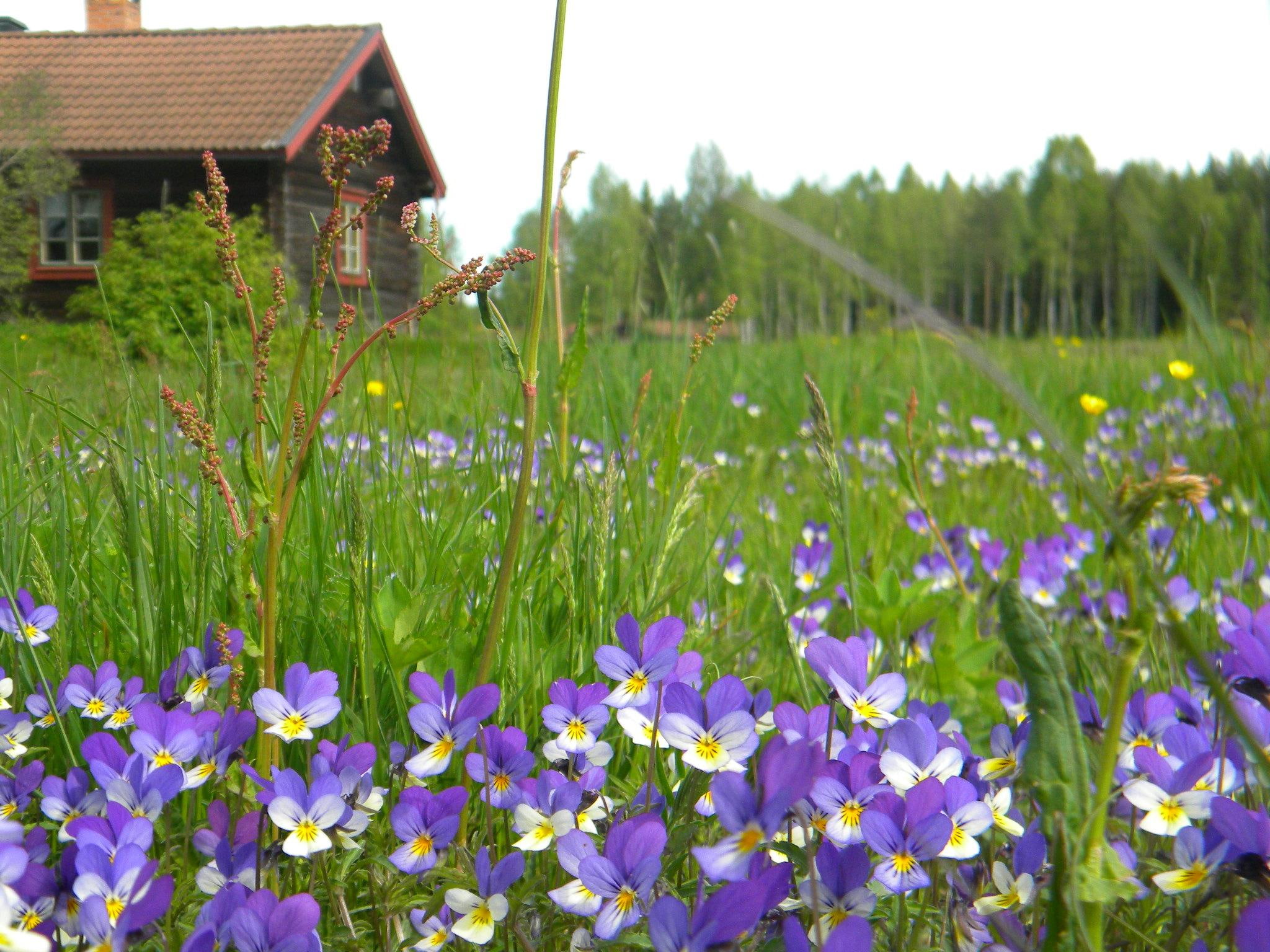 nature, trees, sweden, summer, 1080P, grass, flowers, house, 3d and abstract, summertime, HD Wallpaper
