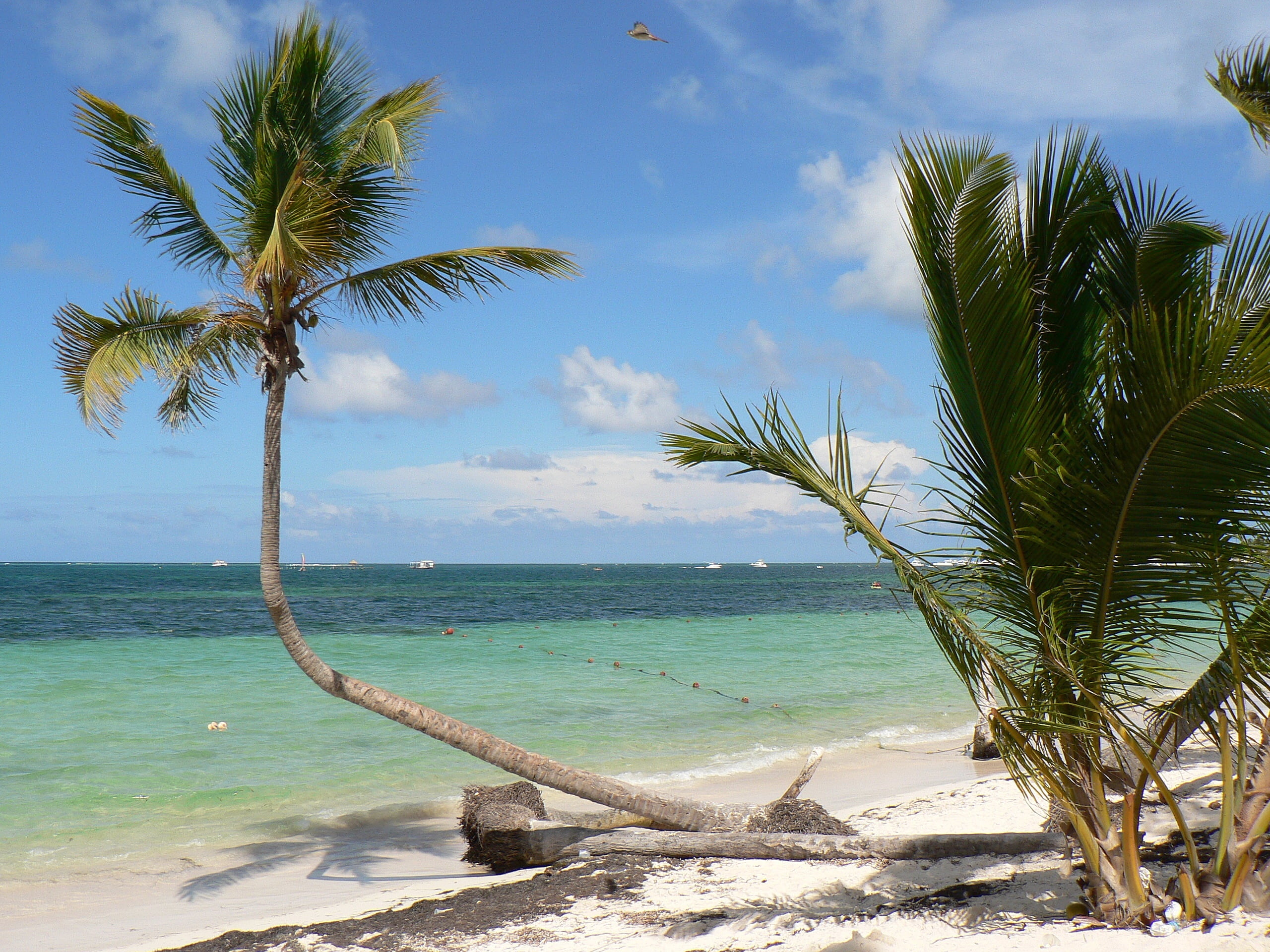 sky, photo, vacations, caribbean, summer, punta cana, cloud - sky, tropical tree, landscape, tranquility, coastline, palm Tree, blue, land, no people, tropical Climate, HD Wallpaper