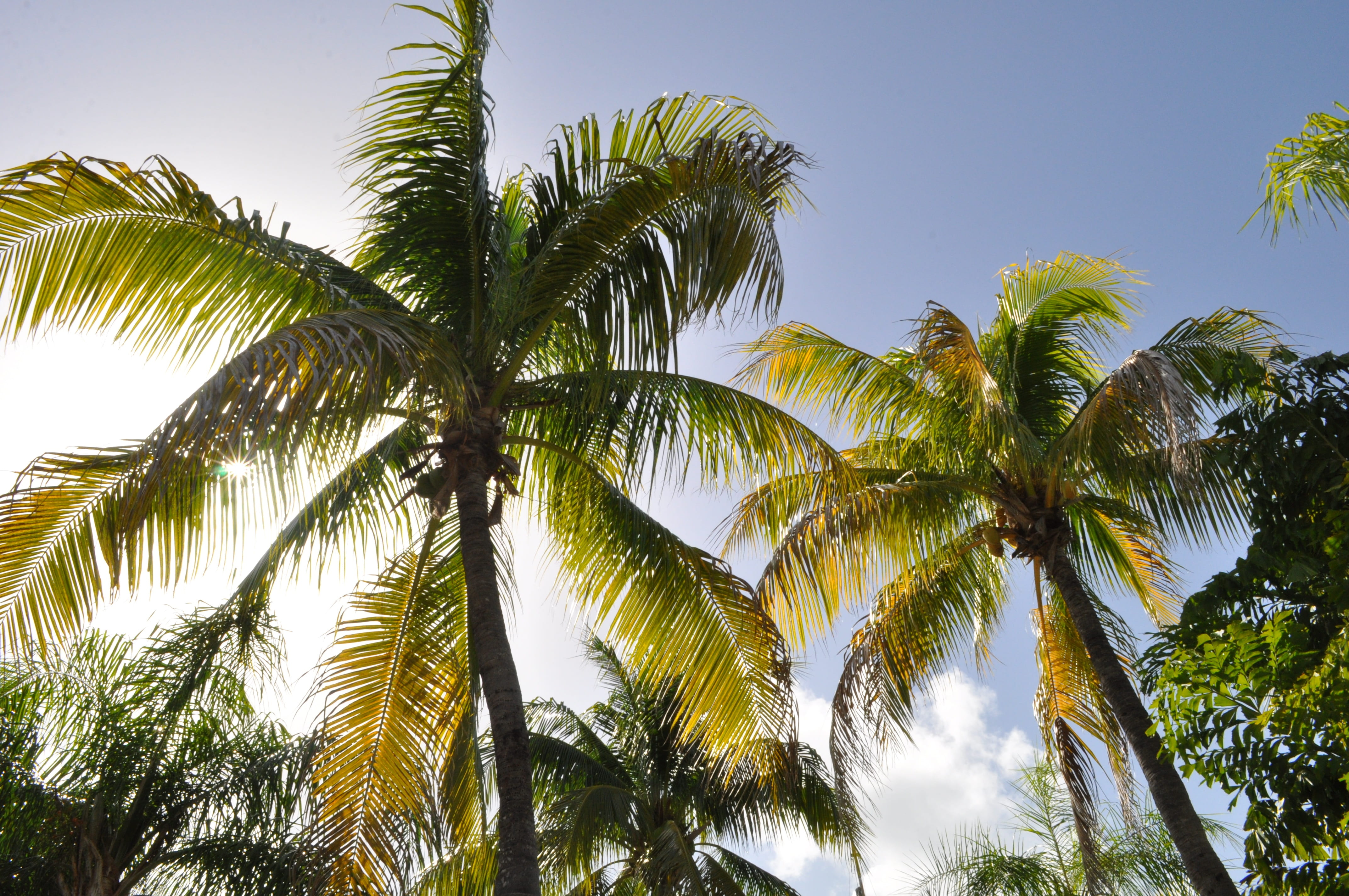 sun, palm leaf, beautiful beach, sand, rainforest, directly below, palm, tropical climate, tropical, tropical rainforest, water, caribbean, trees, travel, HD Wallpaper