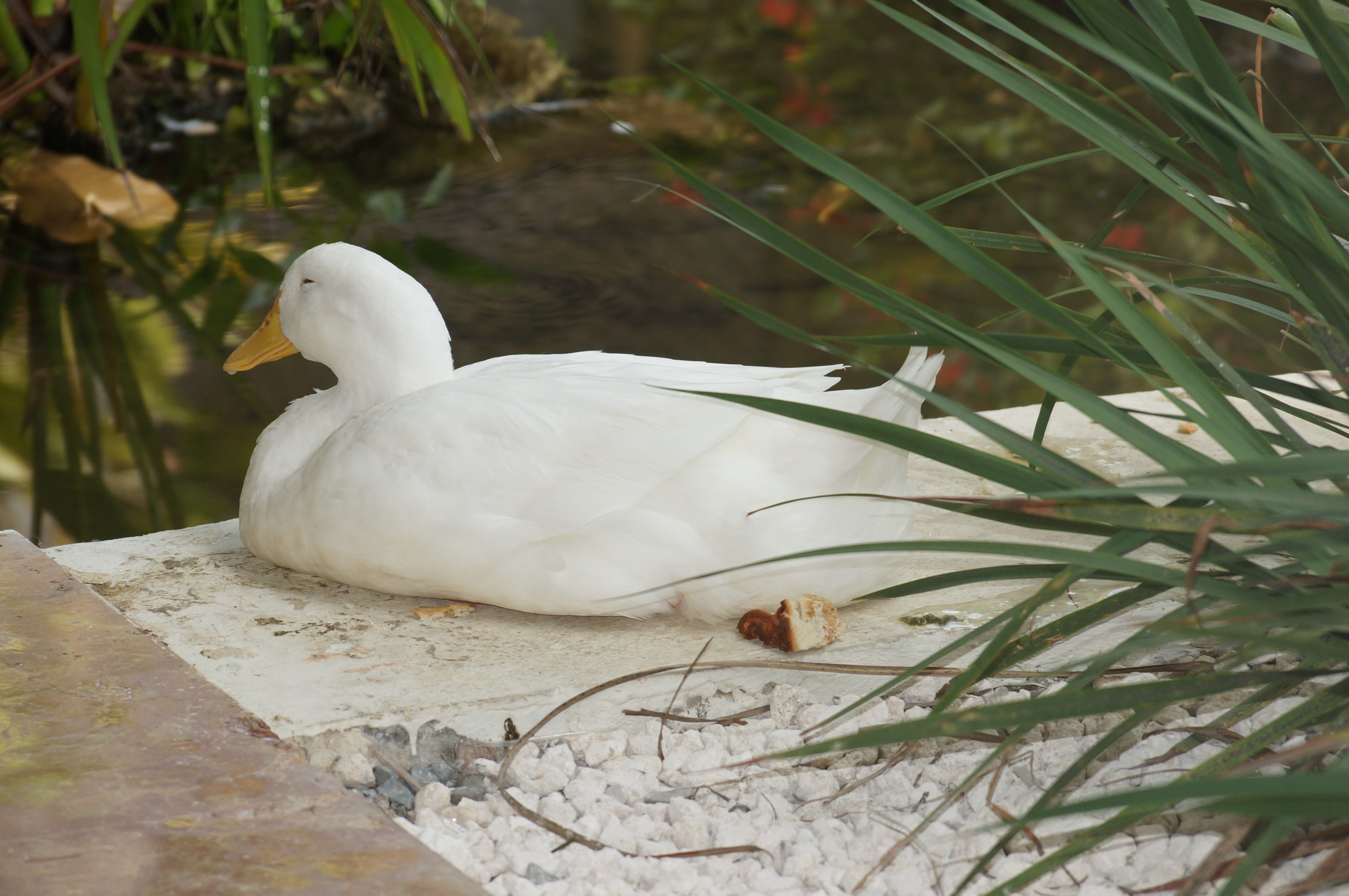 white color, vertebrate, bird, leaf, outdoors, swan, lake, tropical, duck, one animal, day, animal wildlife, focus on foreground, water, animals in the wild, HD Wallpaper