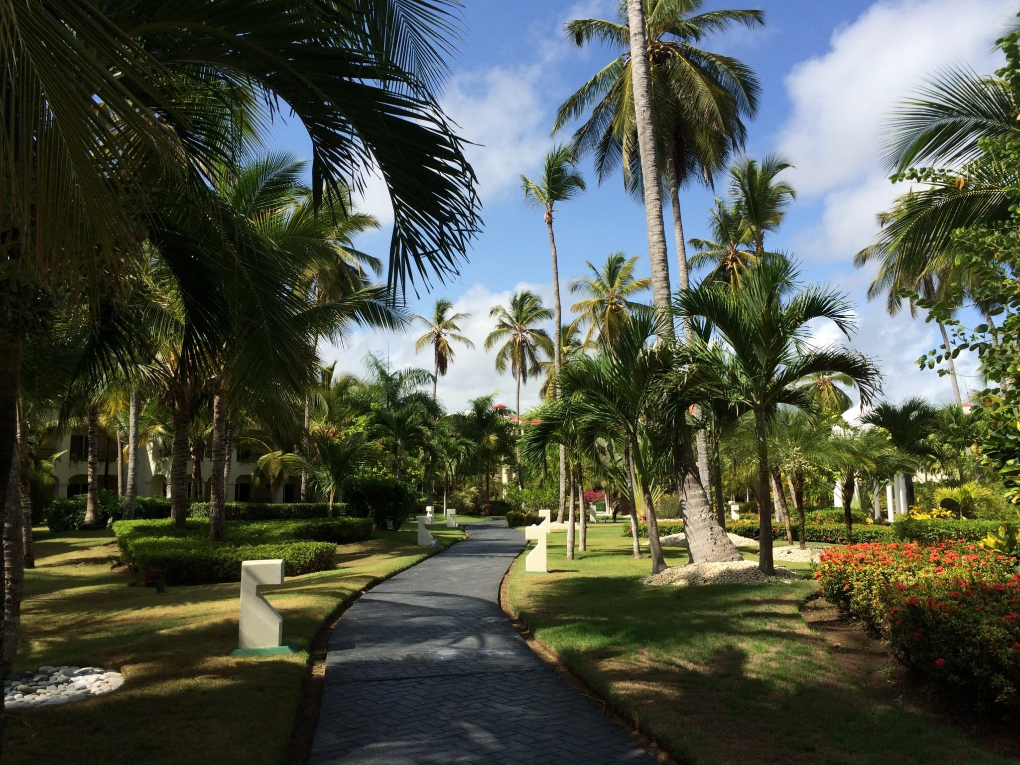 tropical tree, growth, green Color, Flower Garden, 1080P, travel Destinations, footpath, day, summer, treelined, plant, park - man made space, punta cana, HD Wallpaper