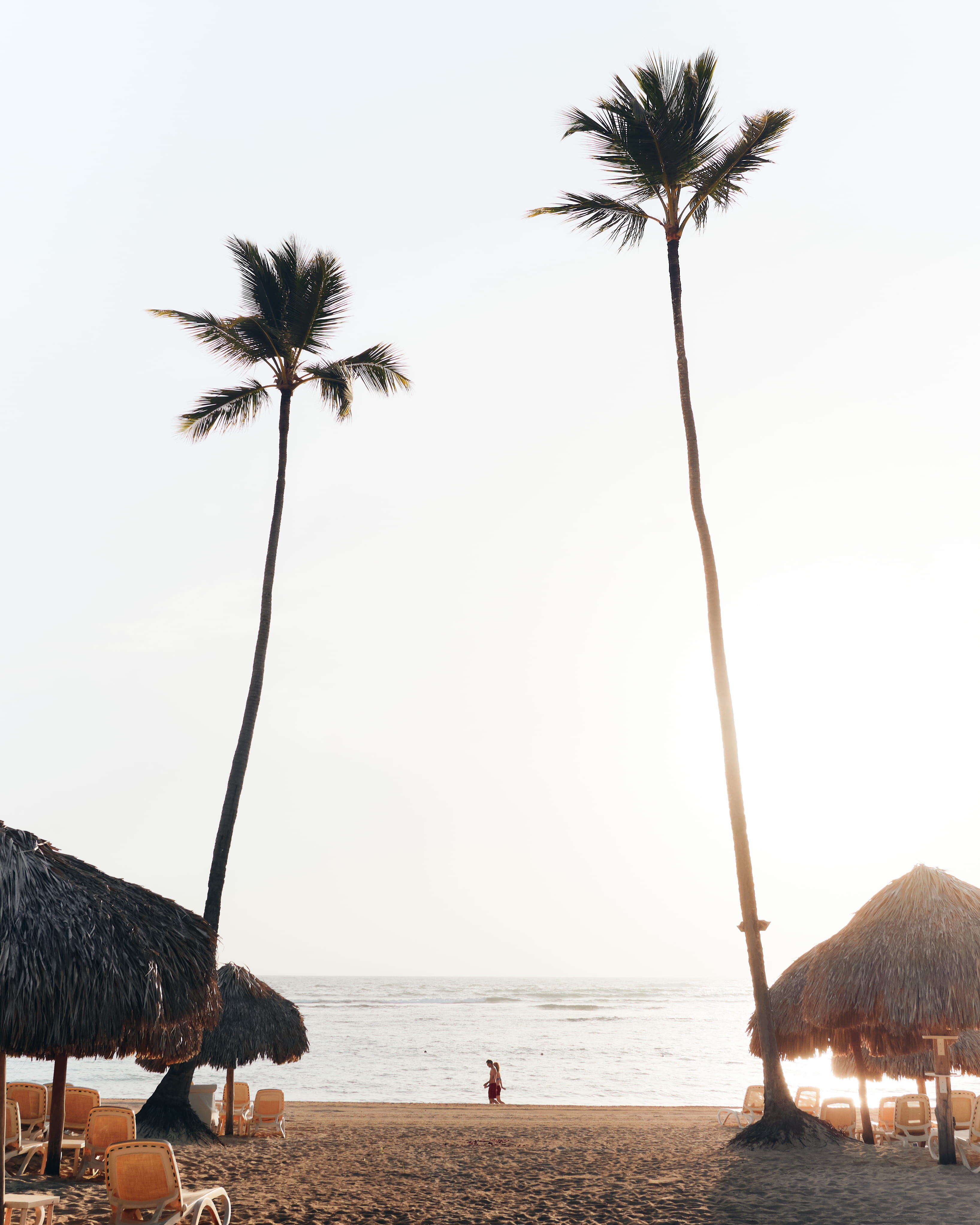 land, tree trunk, ocean, shore, tropical, sea, arecaceae, beach, bavaro, tropical climate, nature, green, coconut palm tree, daytime, scenics - nature, Phone HD Wallpaper
