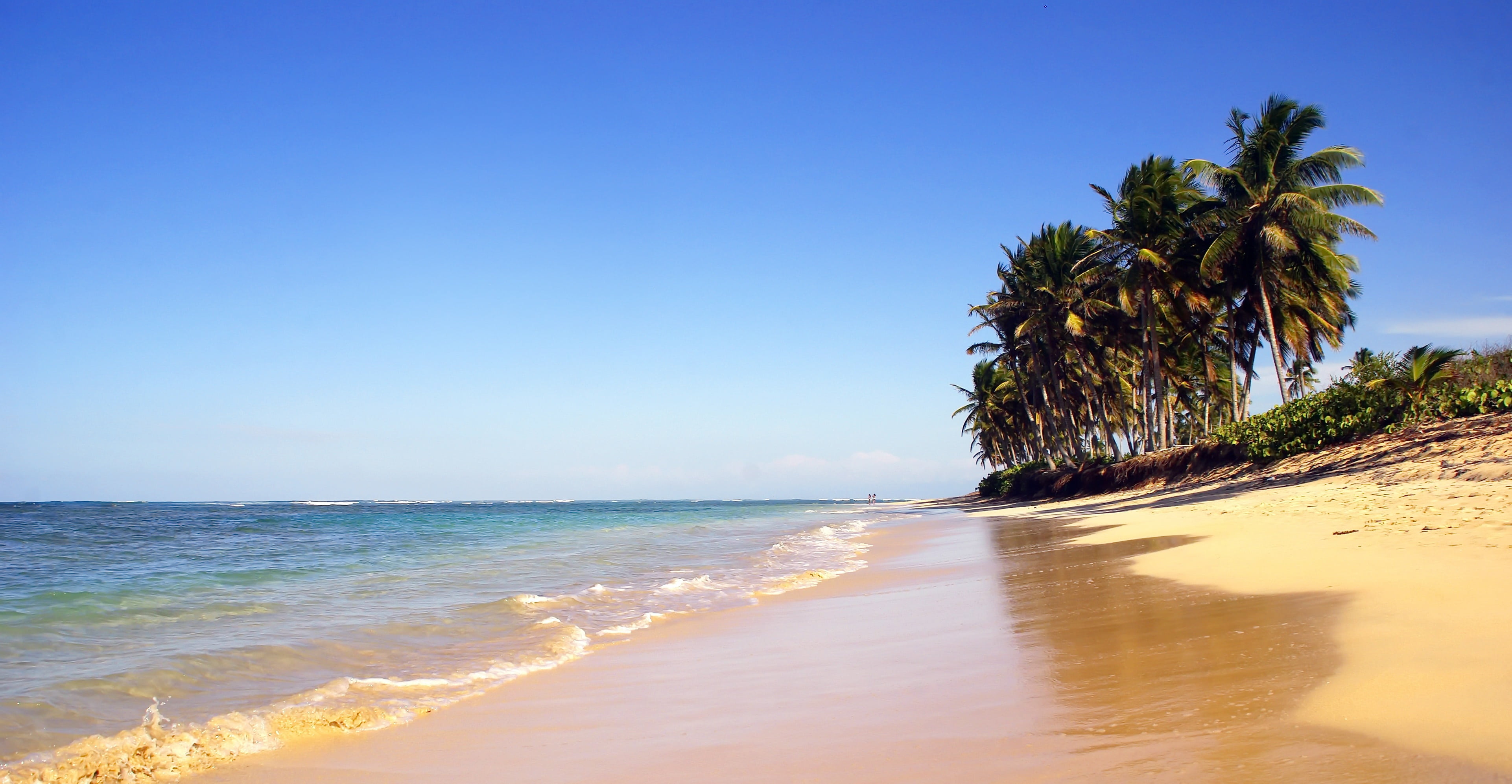shore, plant, wave, sand, seaside, idleness, coconut trees, water, sun, outdoors, wild coast, punta cana, scenics - nature, land, seashore, no people, tree, HD Wallpaper