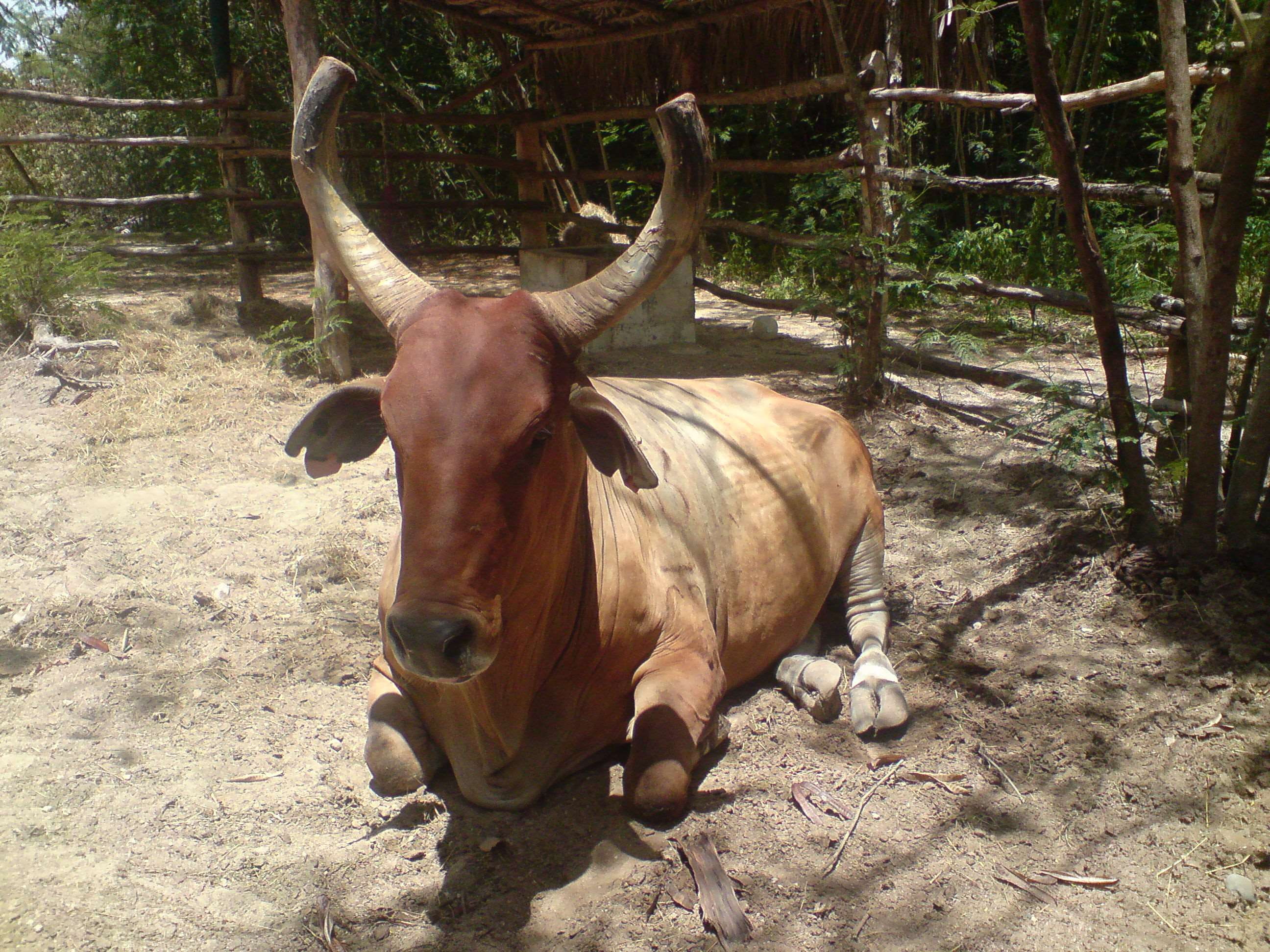 no people, land, nature, punta cana, outdoors, one animal, horned, domestic, livestock, herbivorous, plant, mammal, field, vertebrate, day, pets, animal themes, HD Wallpaper