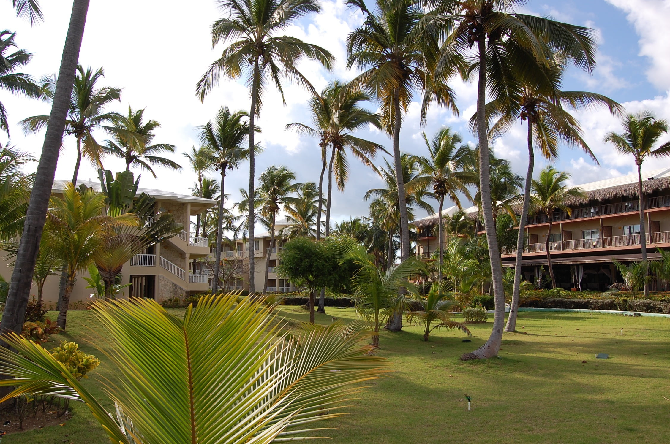 vacations, tropical tree, day, hotel, pool, tropical Climate, coconut palm tree, palm leaf, beauty in nature, 1080P, dominican republic, punta cana, palm Tree, HD Wallpaper