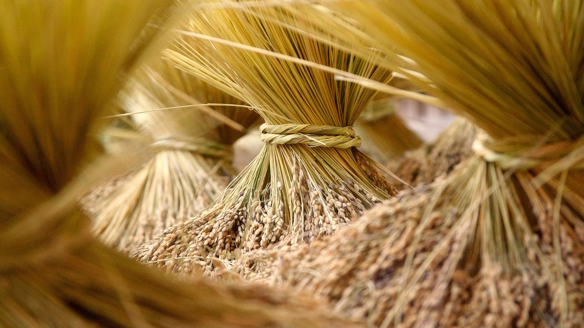 Guangxi, the sheaf, harvest, 1080P, China, HD Wallpaper