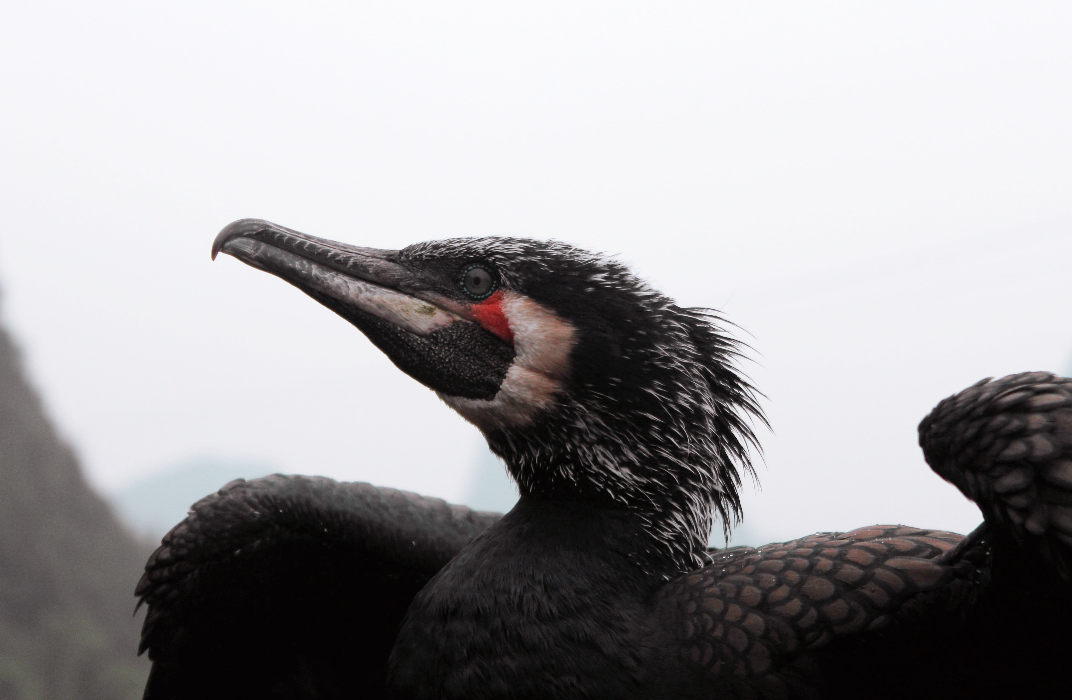 no people, animal mouth, animals in the wild, one animal, animal themes, black color, close-up, mouth open, animal wildlife, 4K, vertebrate, animal, animal head, HD Wallpaper