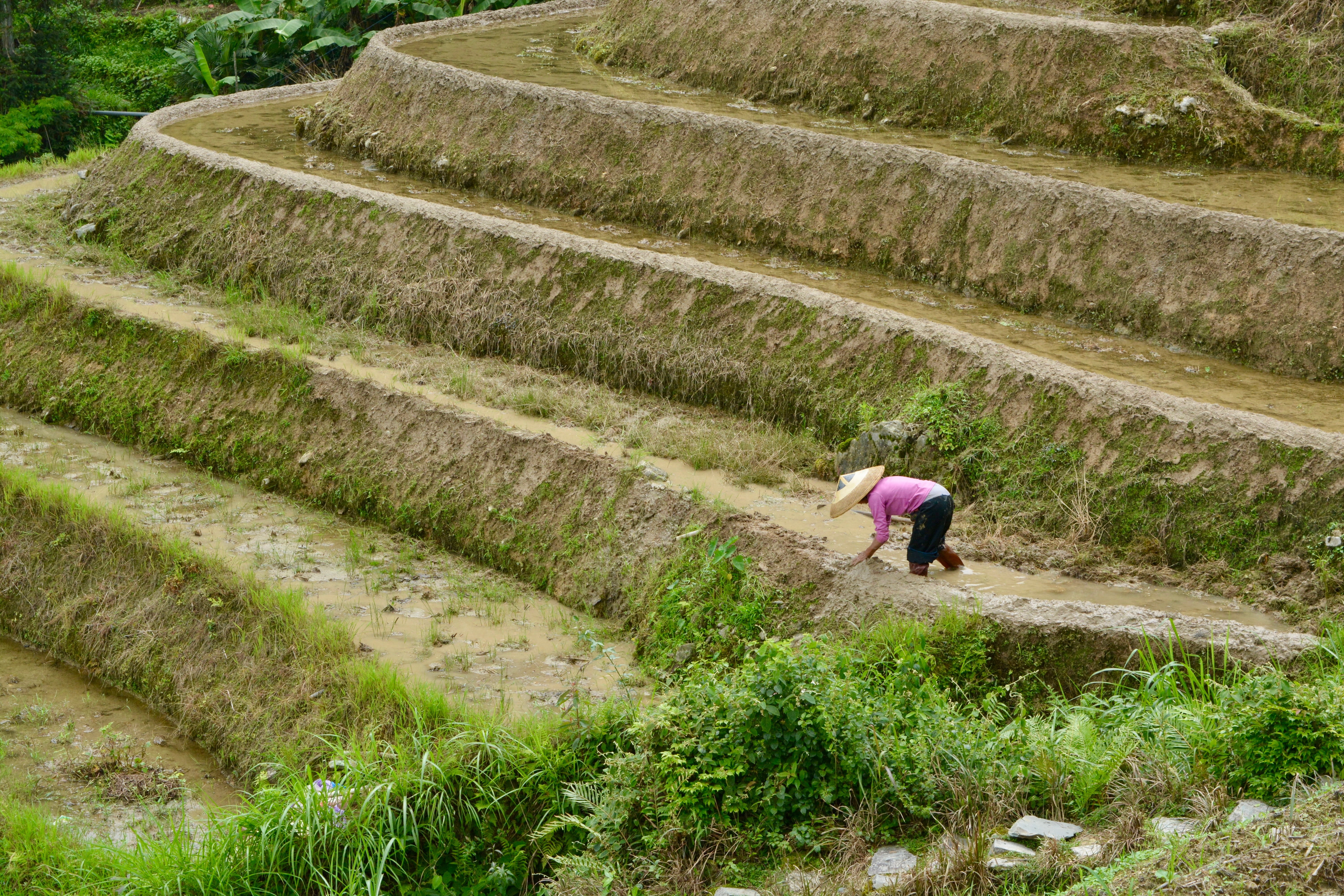 paddy, fields, growth, landscape, rice, scenery, country, real people, lifestyles, hill, farming, agriculture, rural, traditional, peaceful, scene, pasture, HD Wallpaper