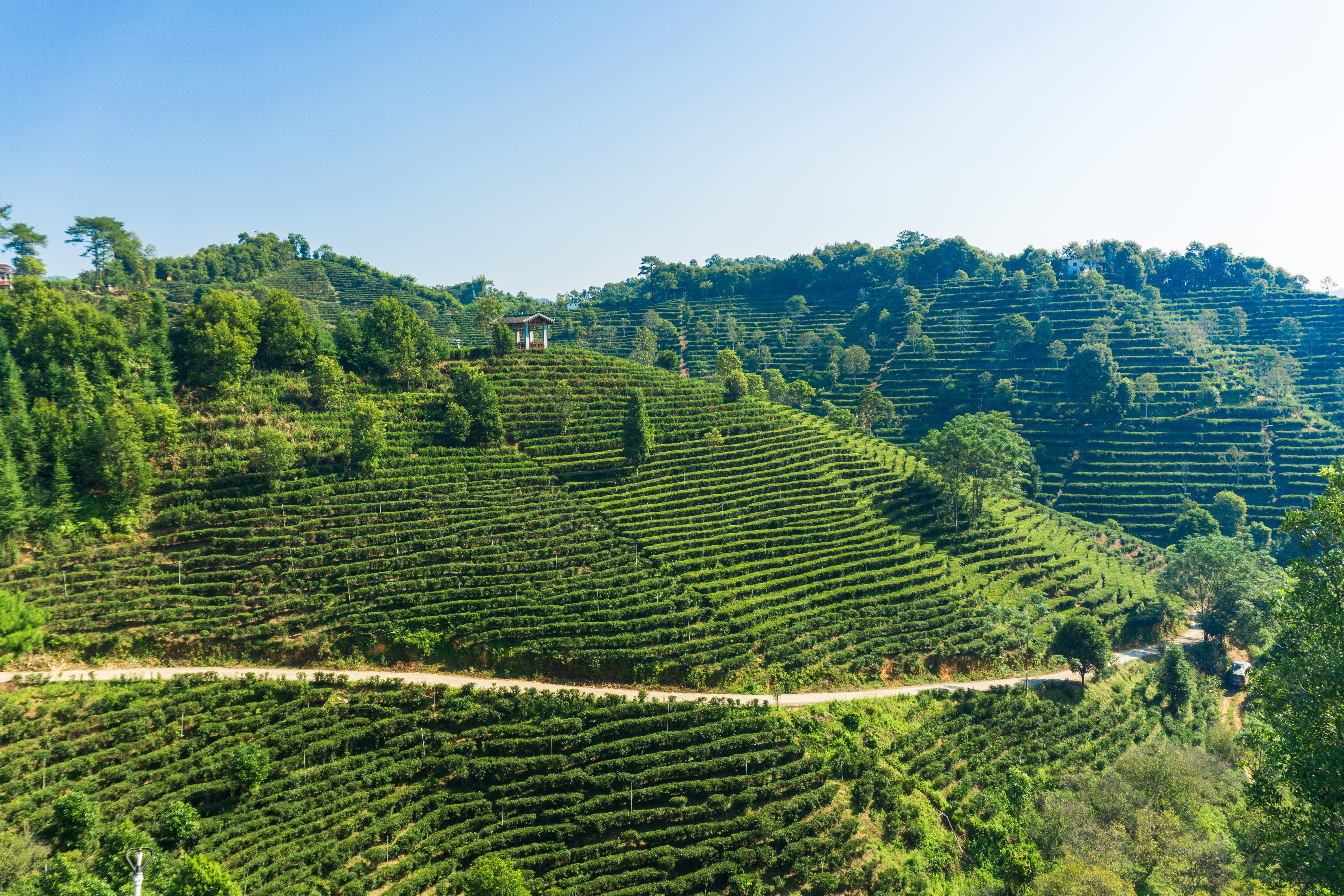 rural scene, six fort tea, tree, six fort town, green color, black tea, crop, landscape, environment, land, scenics - nature, tea crop, china, plantation, HD Wallpaper