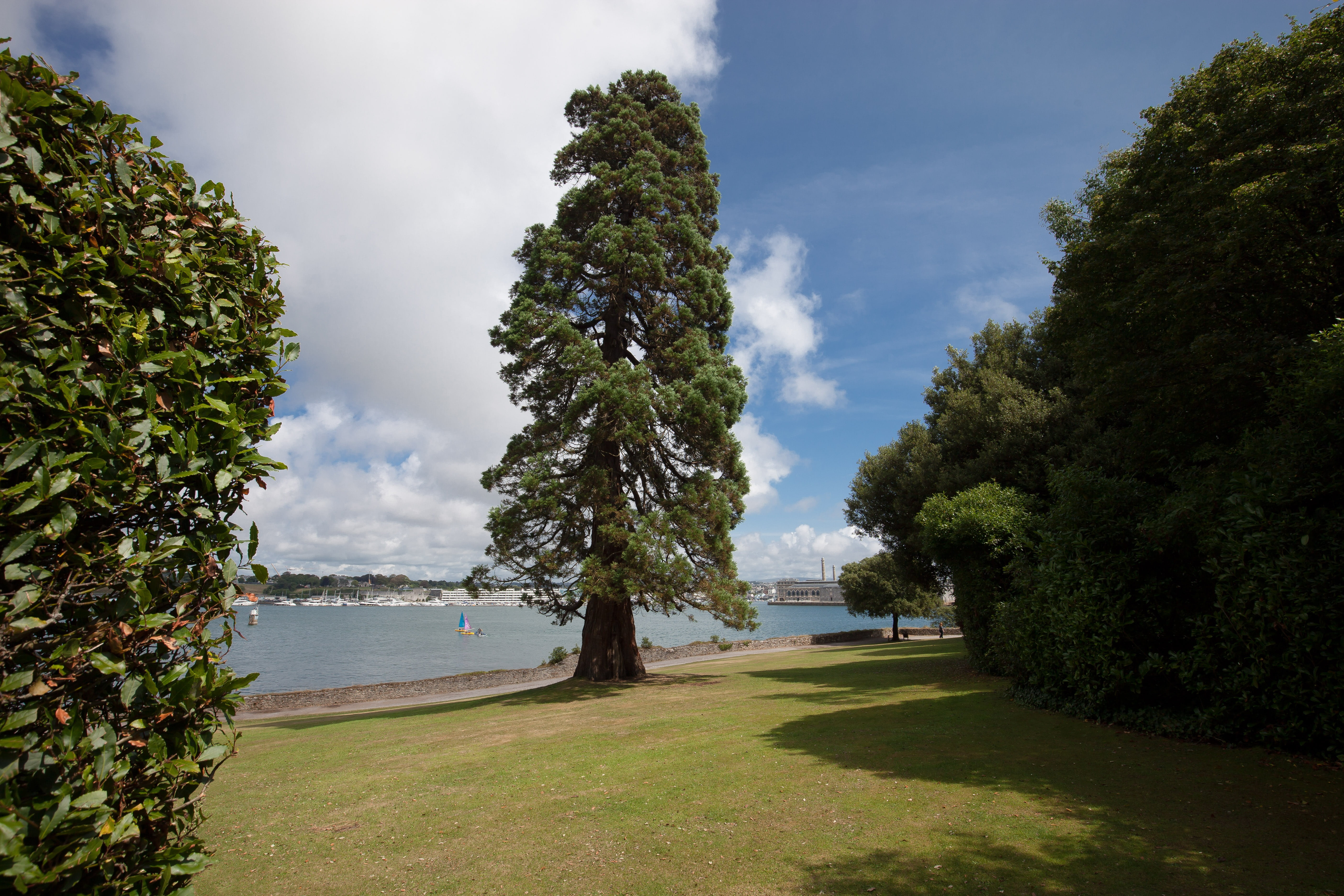 green color, park, land, tranquil scene, tree, flora, tranquility, growth, trees, meadow, no people, water, plant, nature, beach, green, cedar, outdoors, HD Wallpaper