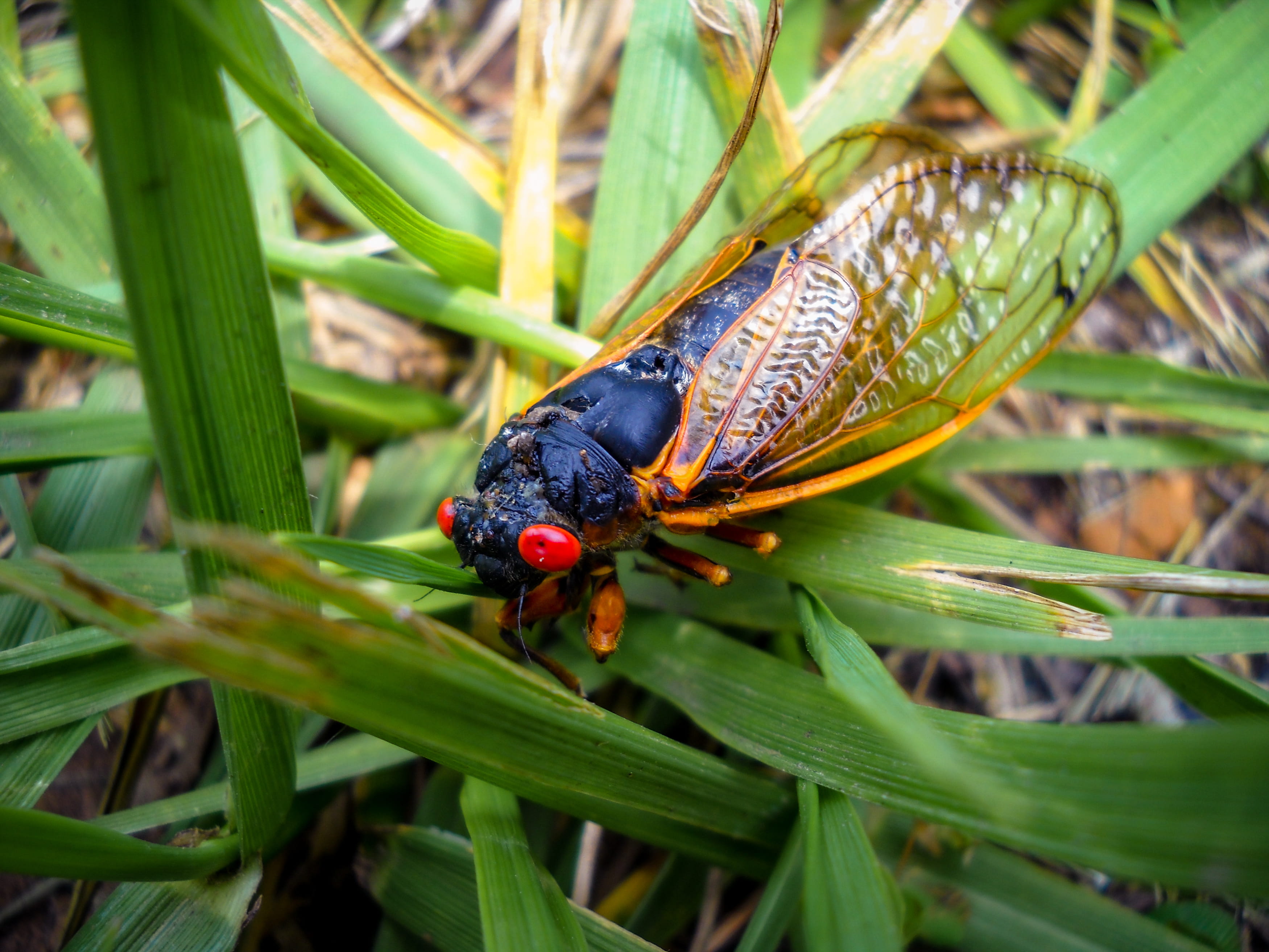 day, nature, close-up, beetle, high angle view, animal wildlife, no people, one animal, animal themes, invertebrate, plant part, green color, plant, cedar pond picnic area at land between the lakes, HD Wallpaper