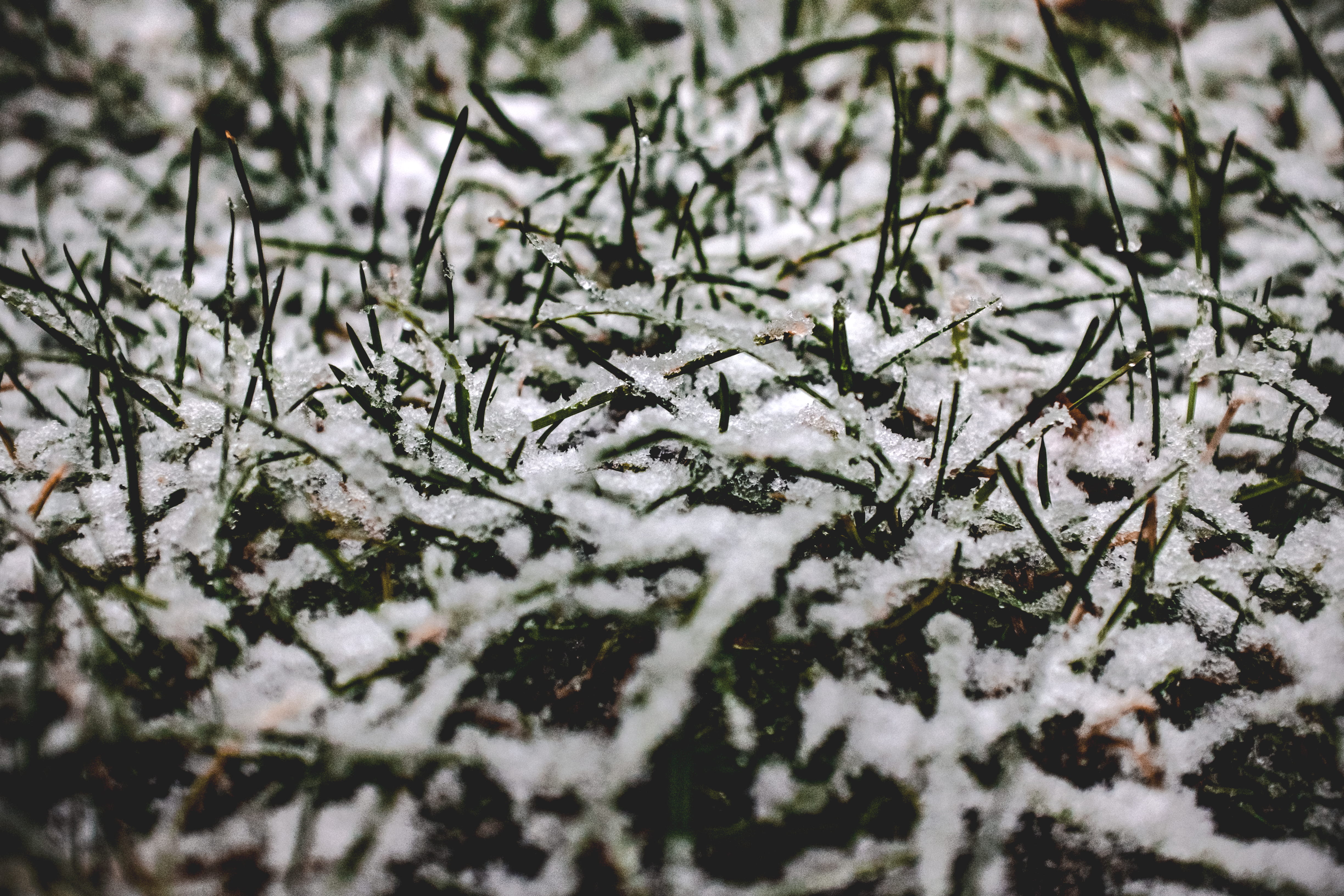 no people, ice, cold temperature, winter, selective focus, coniferous tree, snow, macro, snowing, green, frost, backgrounds, grass, close-up, frozen, united states, HD Wallpaper
