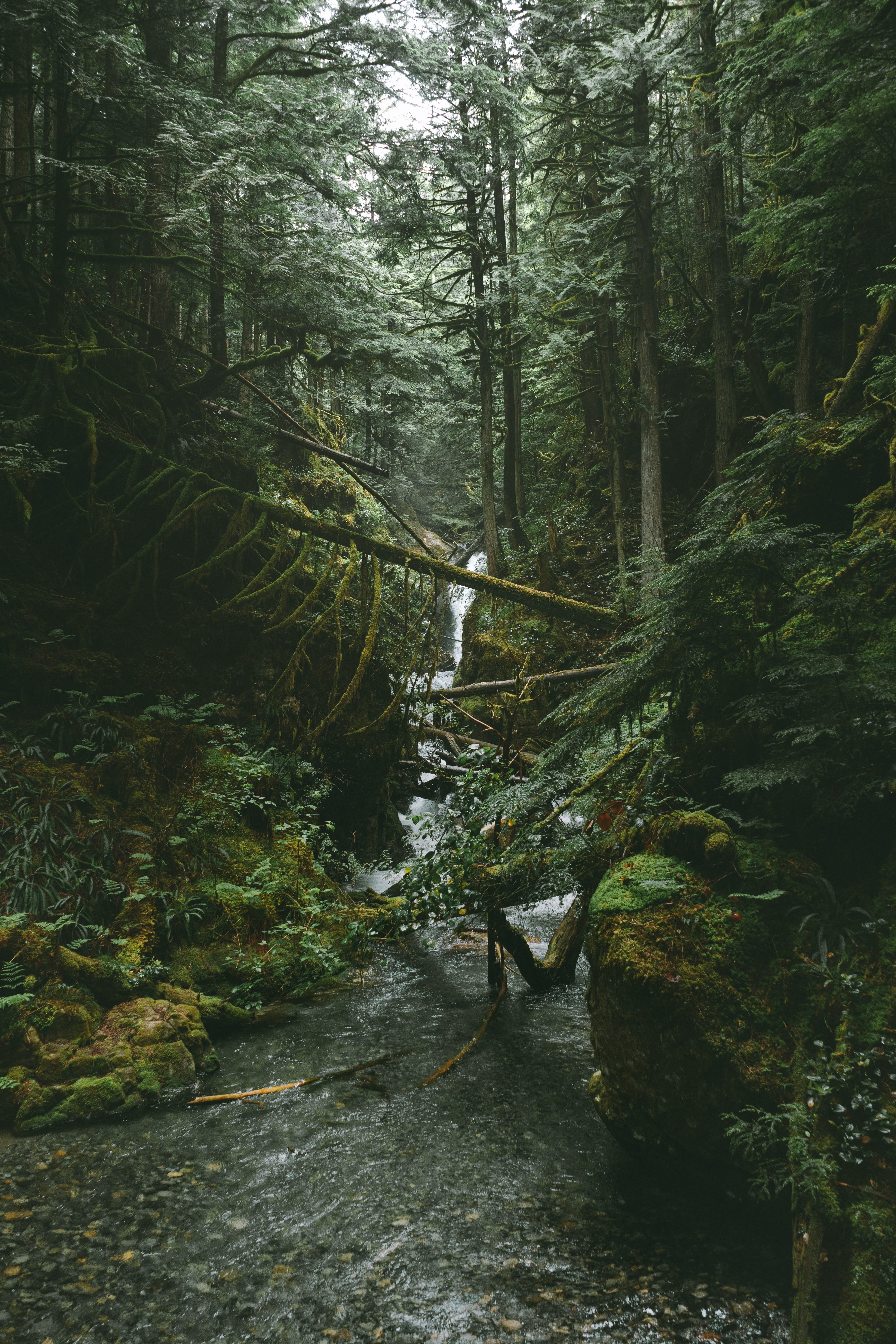 uncultivated, rainforest, jungle, foliage, lush Foliage, flowing Water, plant, daytime, autumn, hidden, water, tranquil Scene, forest, river, scenics, extreme Terrain, Phone HD Wallpaper