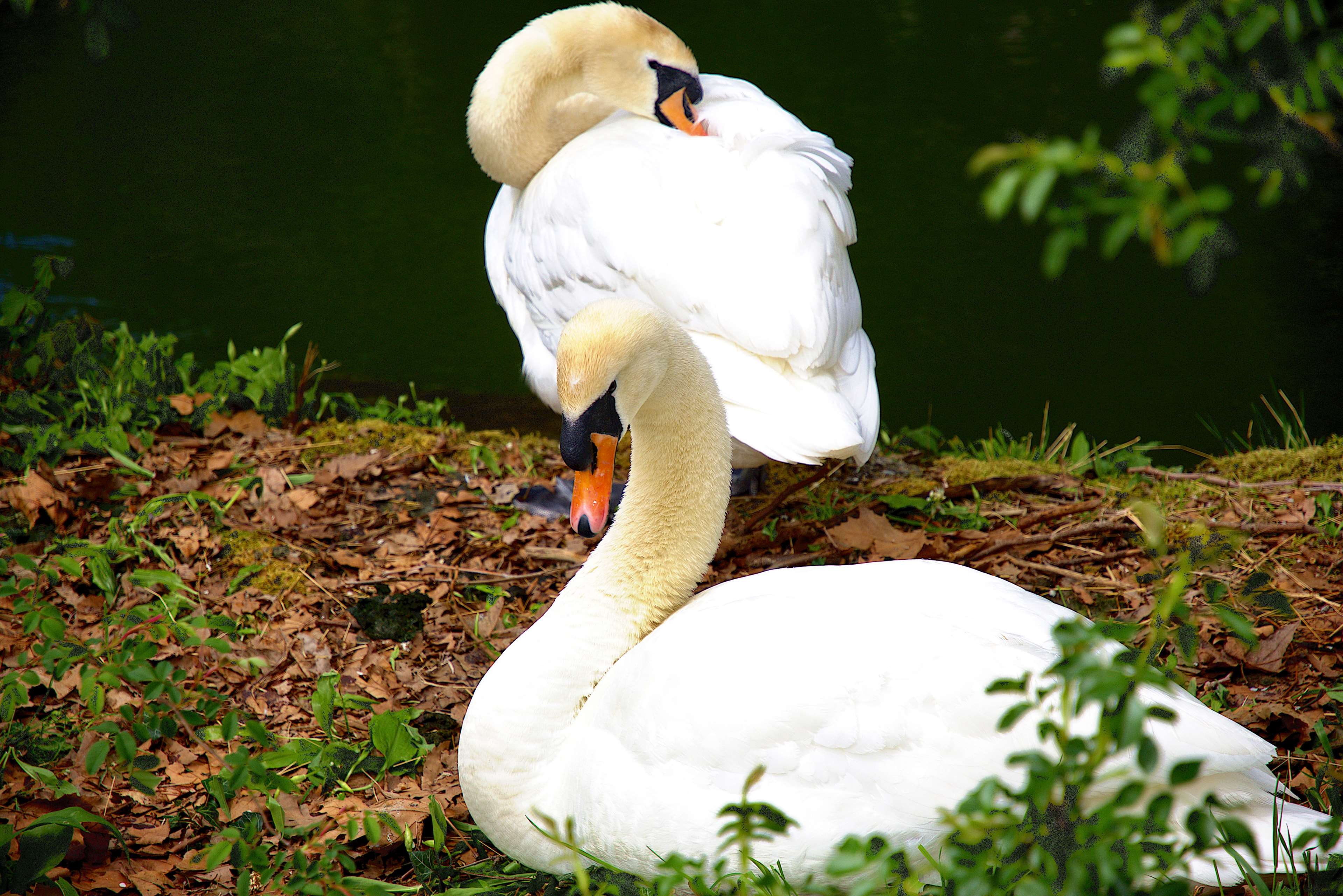 animal, tiere, nature, animal neck, white color, lake, bird, plant, focus on foreground, one animal, animals in the wild, swan, vertebrate, animal wildlife, HD Wallpaper