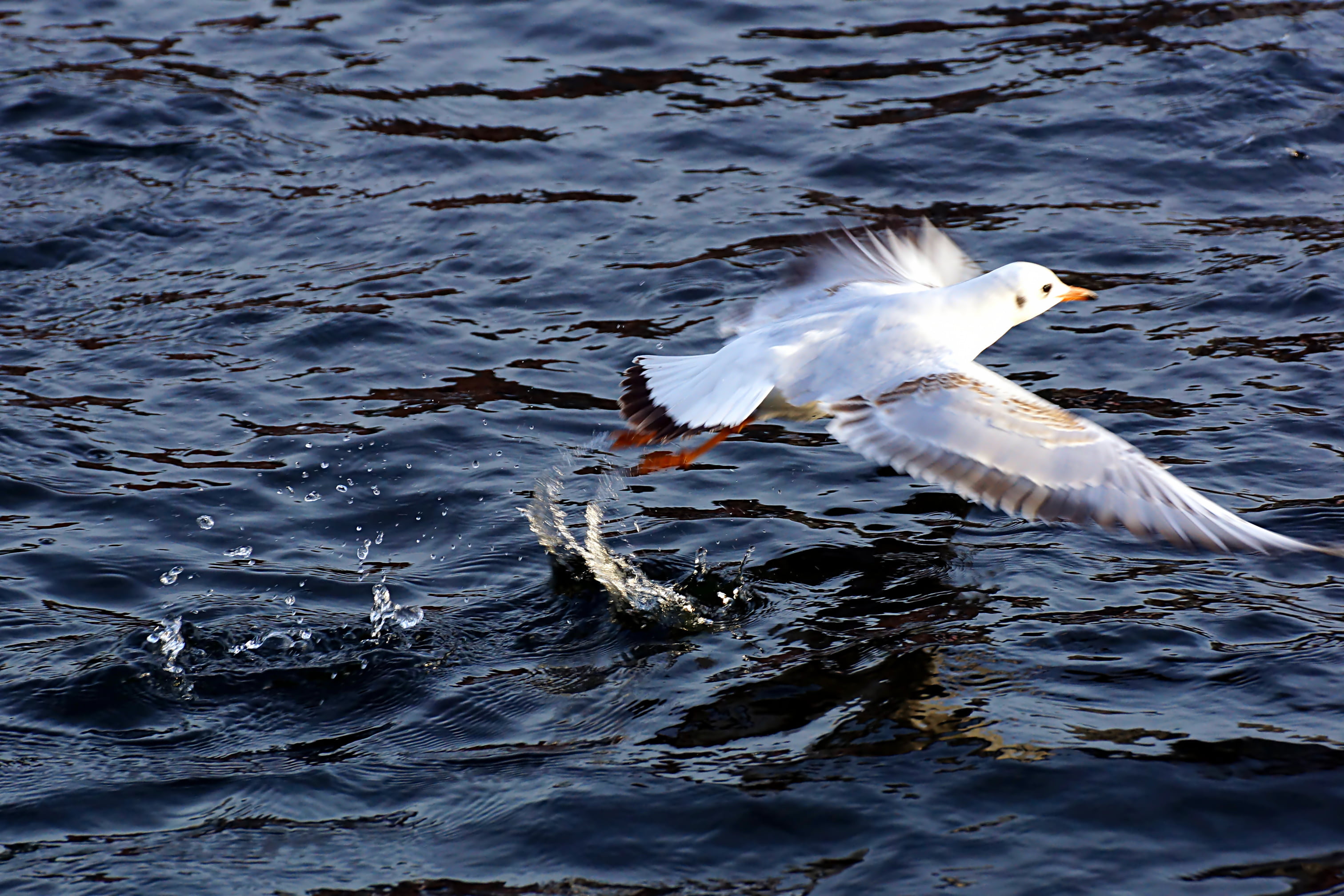 Vogel, seagull, nature, Gull, 2K, white bird, white, wildlife, Wetter, Sonnenschein, bird, Tiere, water, daytime, body, Fluss, Flying, sea, animal Wing, HD Wallpaper