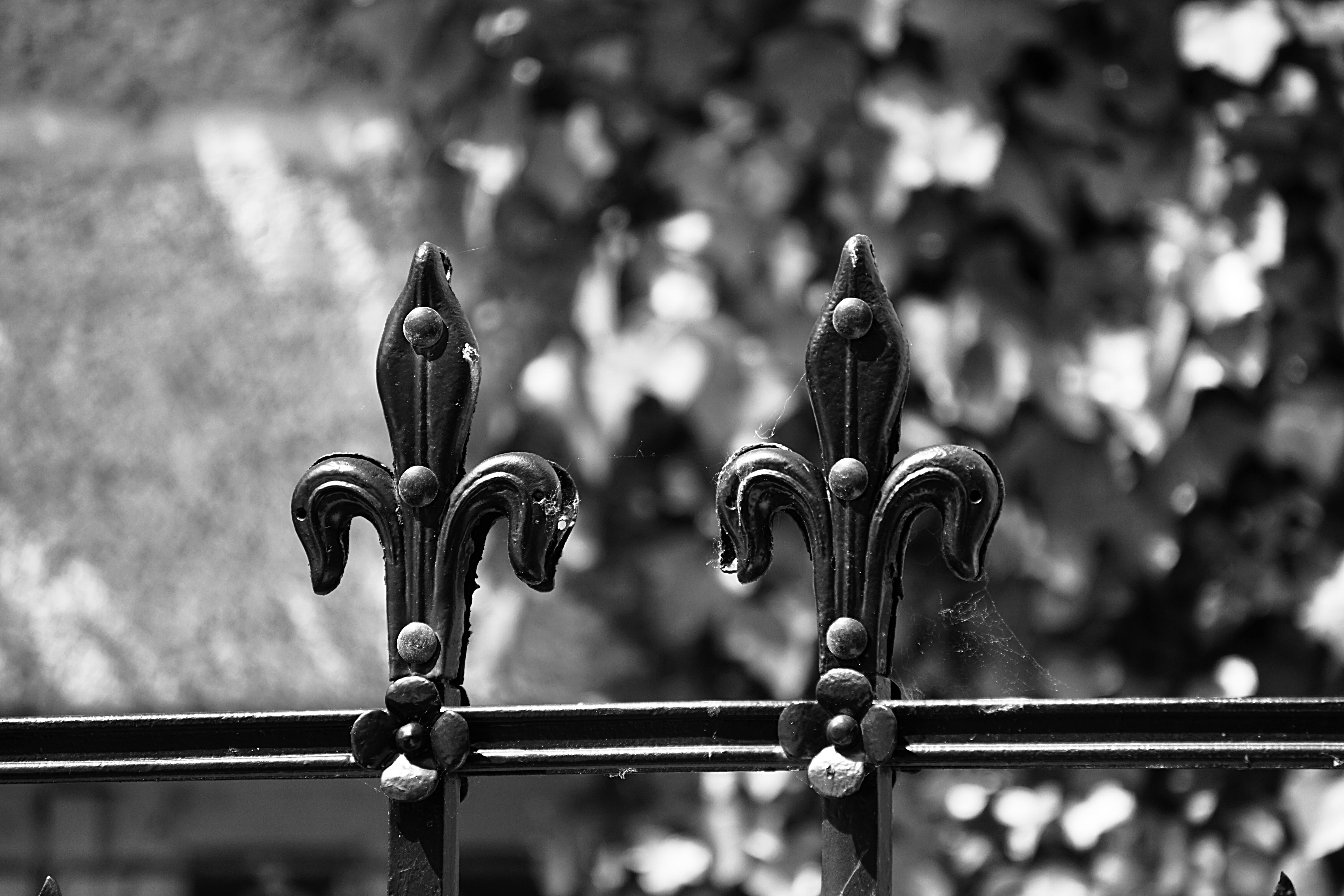 grayscale, focus on foreground, de, photo, Metal, barrier, outdoors, no people, security, fence, lock, protection, strength, lis, outside, hanging, Fleur De Lis, HD Wallpaper