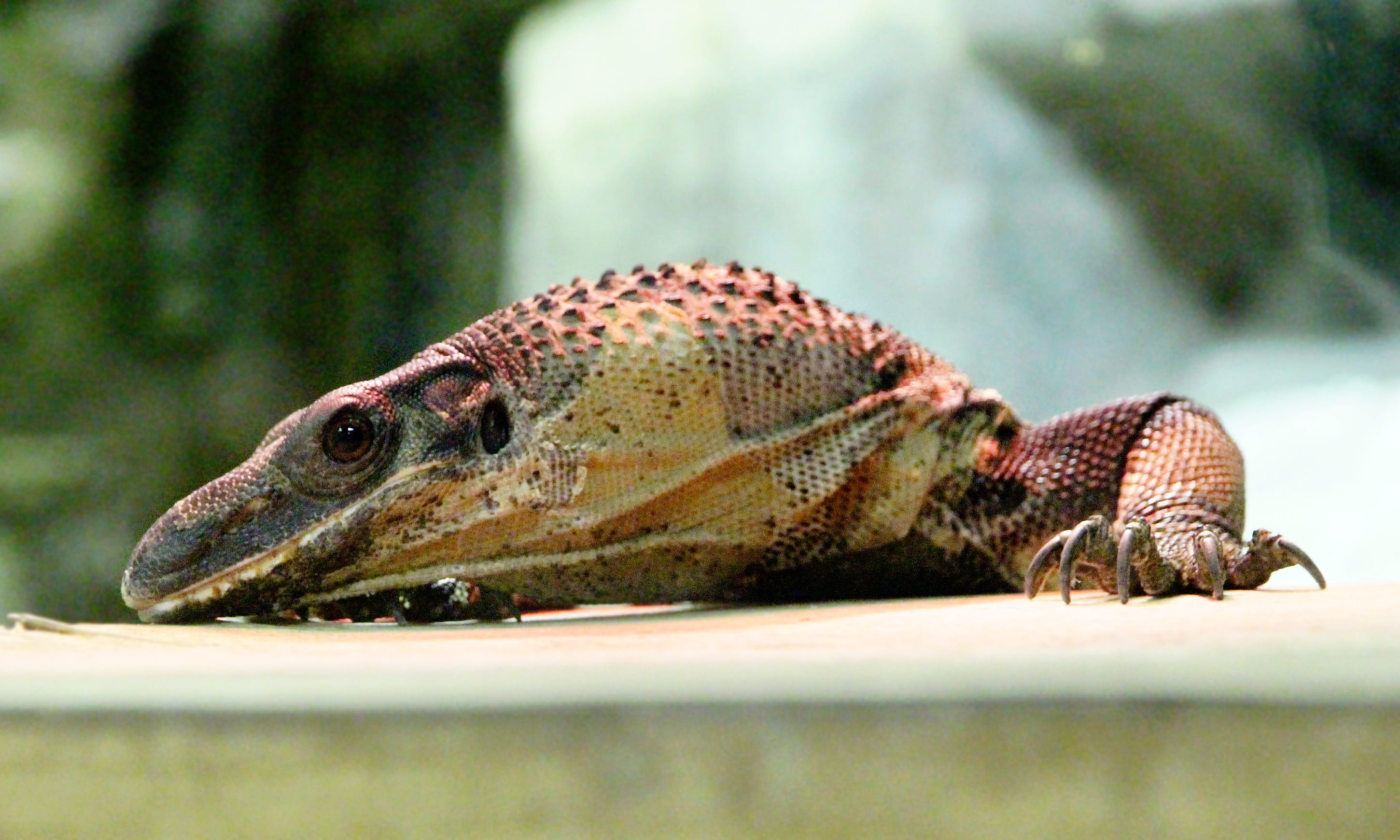 food, outdoors, Monitor, animal scale, nature, south, selective focus, animals hunting, varanus rudicollis, poisonous, hunting, Reptile, one animal, day, HD Wallpaper