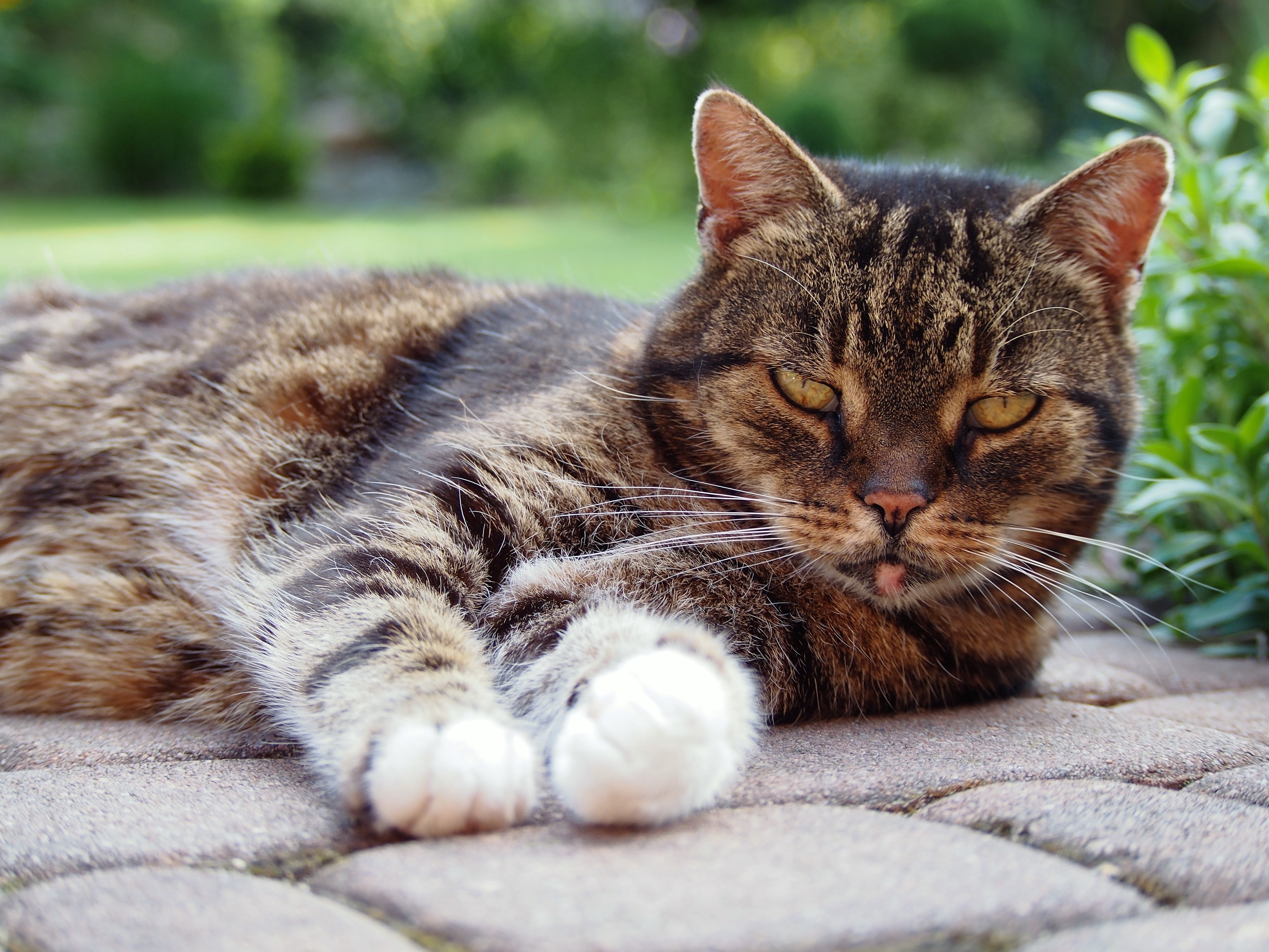 pets, cat, domestic cat, it lies, feet, animal themes, close-up, relaxation, no people, feline, lying, pet, domestic, focus on foreground, tabby, dachowiec, HD Wallpaper