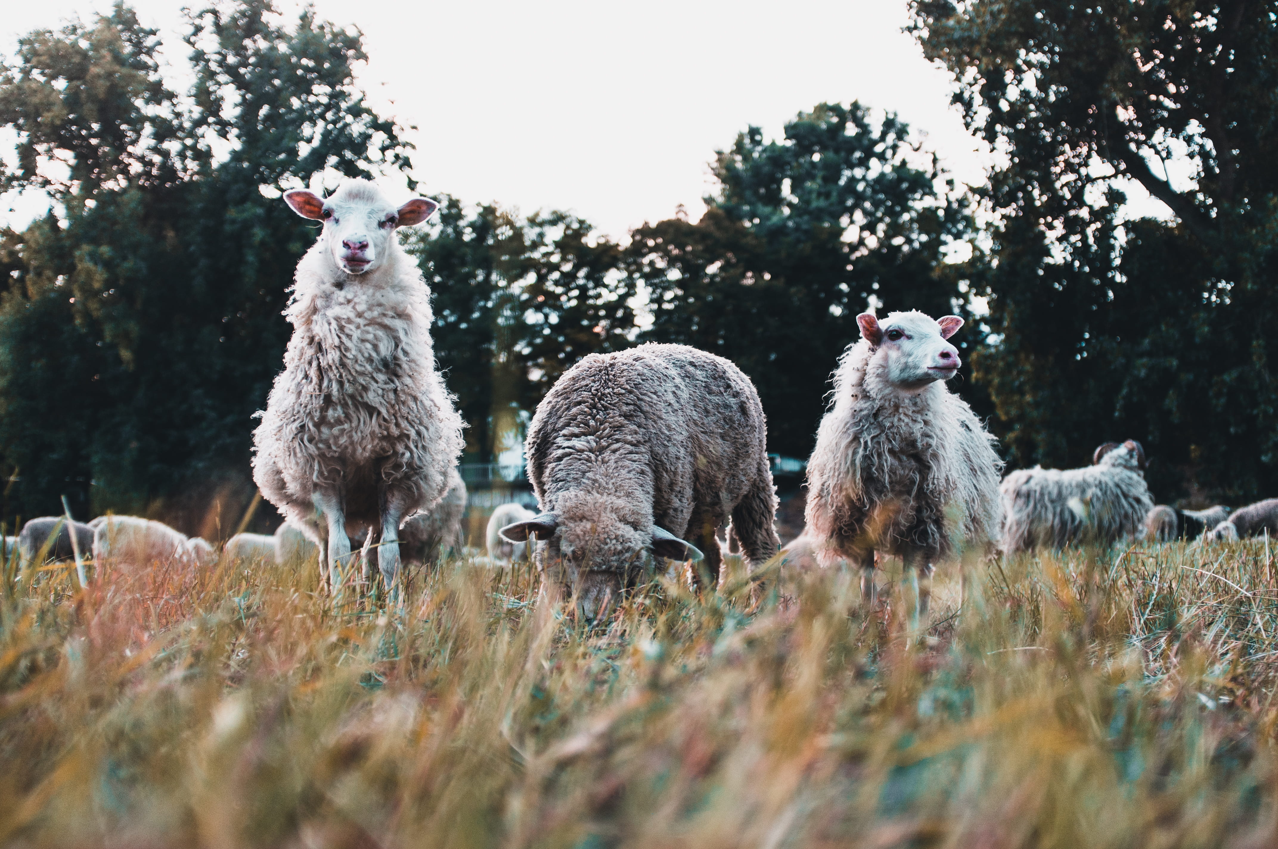 group of animals, sheeps, outdoors, plant, standing, eating, mülheimer brücke, deer, sheep, livestock, domestic, nature, three, wildlife, wool, farmanimal, HD Wallpaper