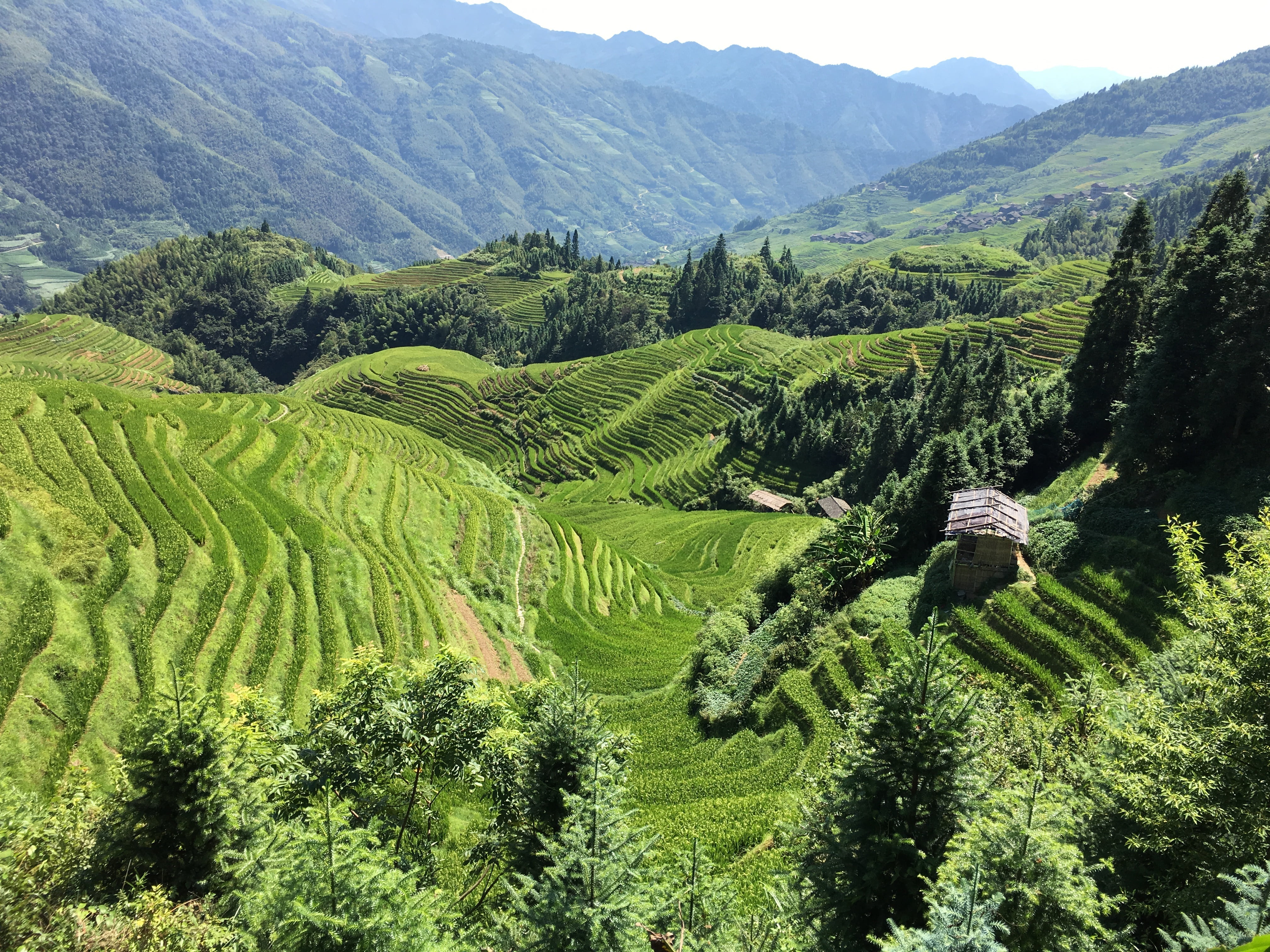 plantation, tranquility, best of china, scenic, plant, environment, outdoors, land, nature, day, paddy rice, agriculture, vacation, outdoor, no people, HD Wallpaper
