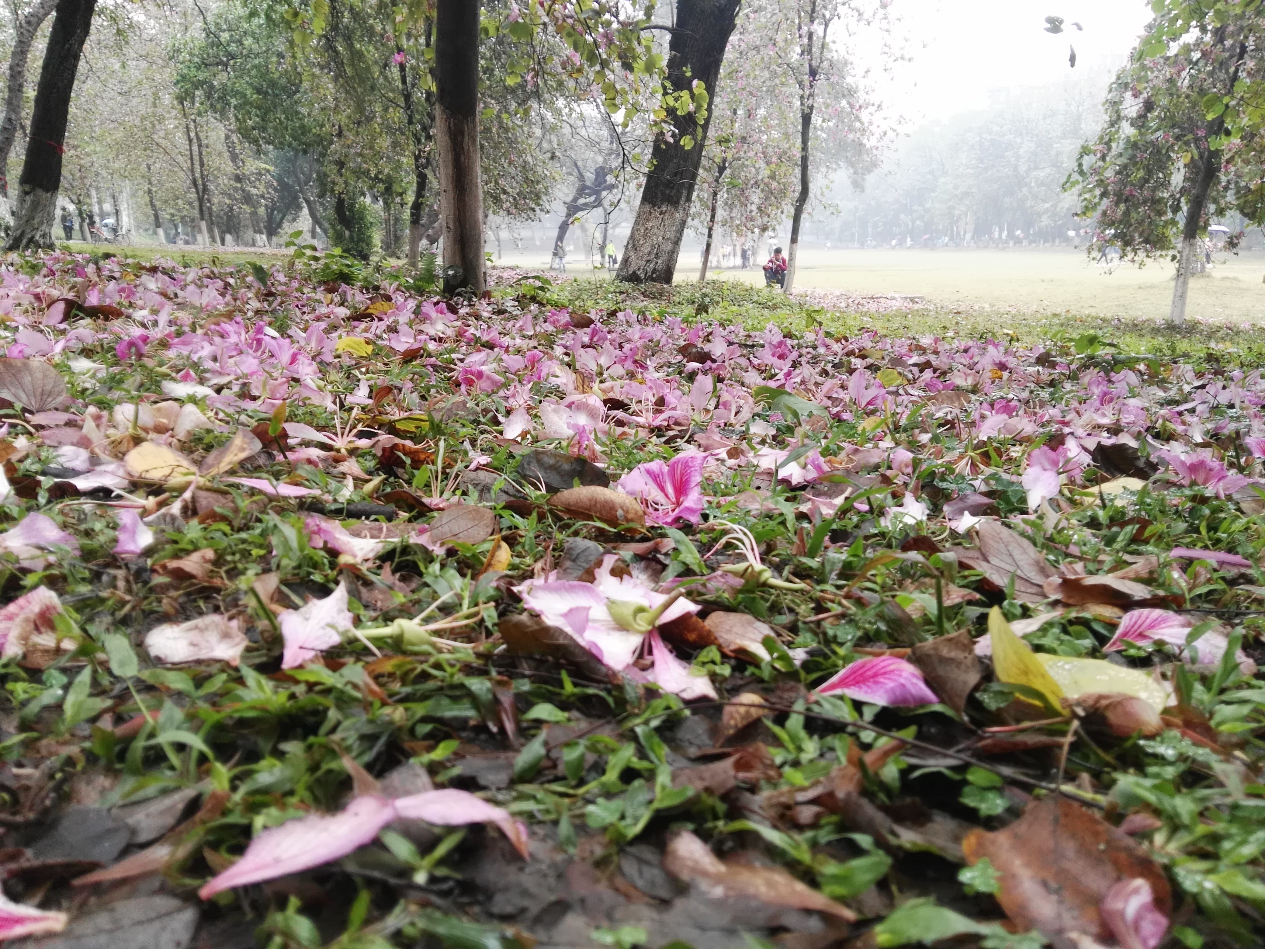 plant part, park, Redbud, English, land, fragility, field, pink color, outdoors, vulnerability, flowering plant, growth, fall english, freshness, south china agricultural university, HD Wallpaper