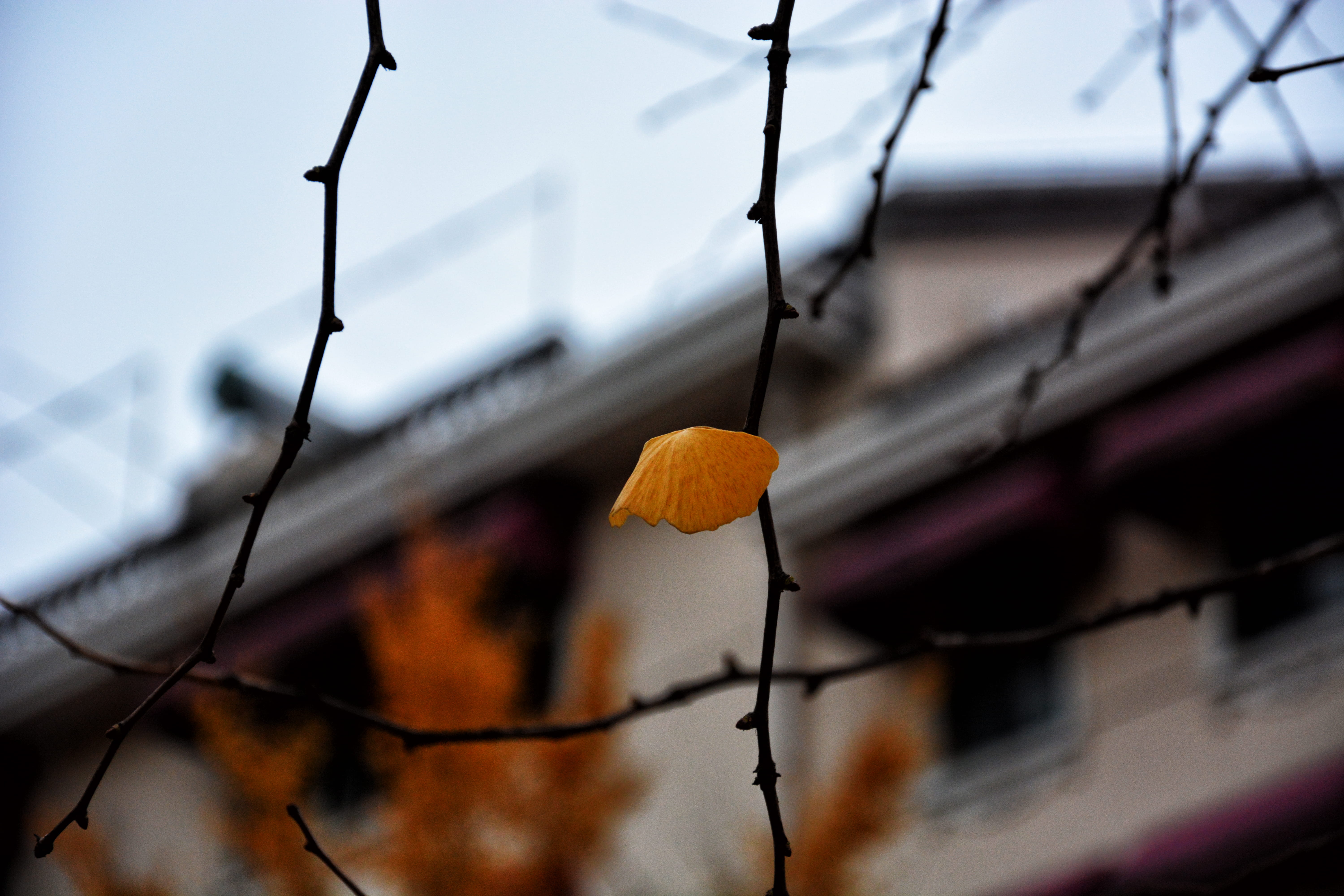 built structure, tree, dry, china, architecture, building, orange color, no people, cable, plant part, close-up, day, leaf, 5K, nature, autumn, focus on foreground, HD Wallpaper