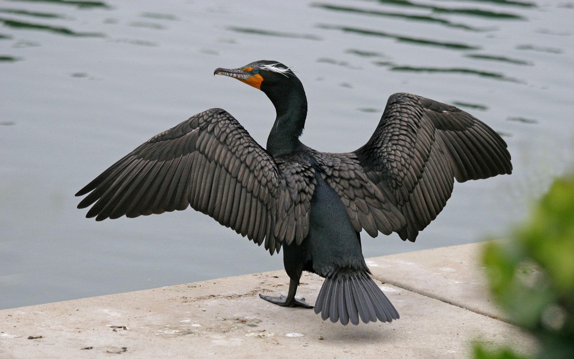 bird, cormorant, animals, water, 1080P, wings, HD Wallpaper