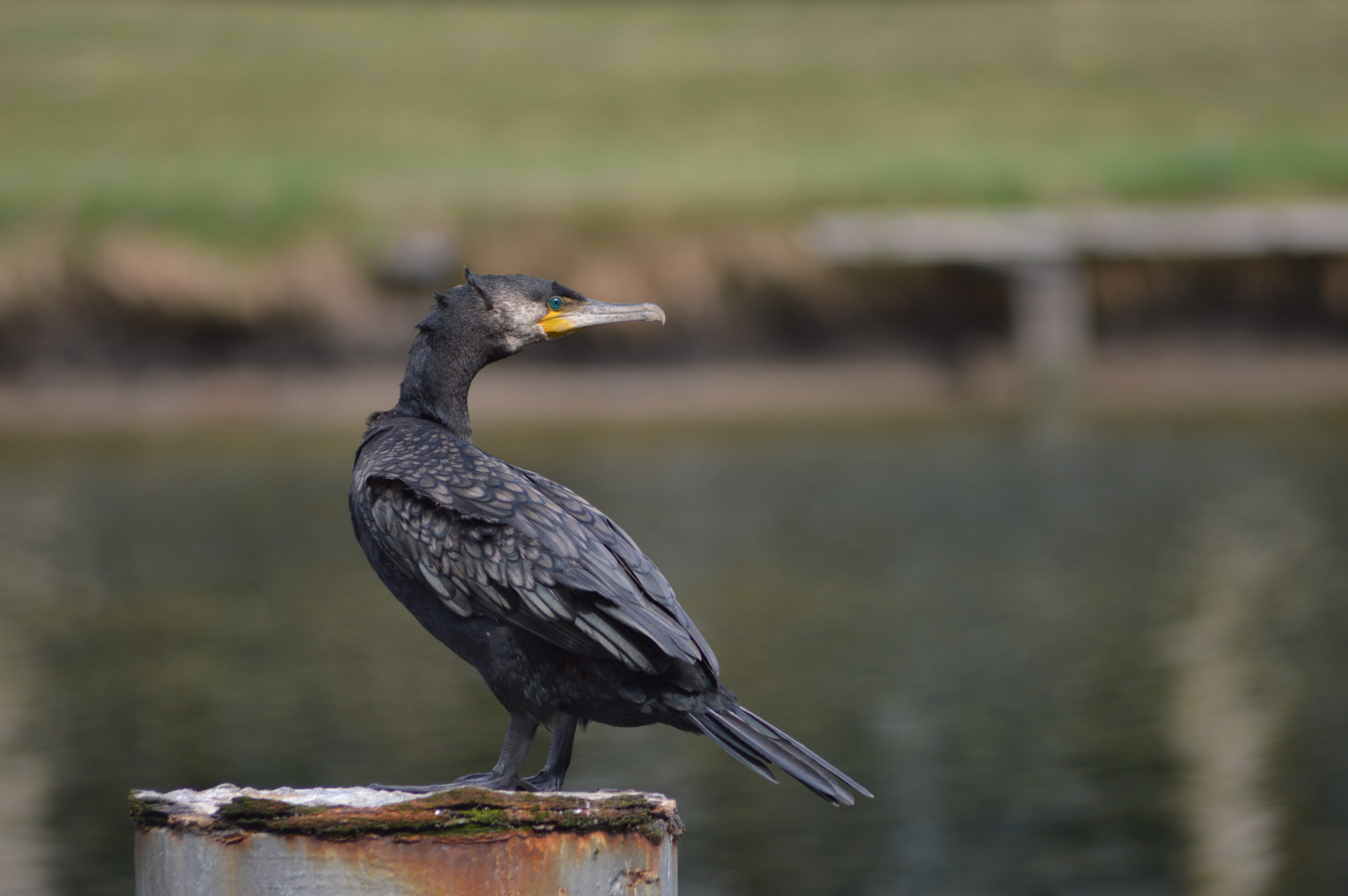 outdoors, beak, wooden post, 5K, animal themes, side view, bird, animal, perching, one animal, no people, water, river, black color, animal wildlife, lake, HD Wallpaper