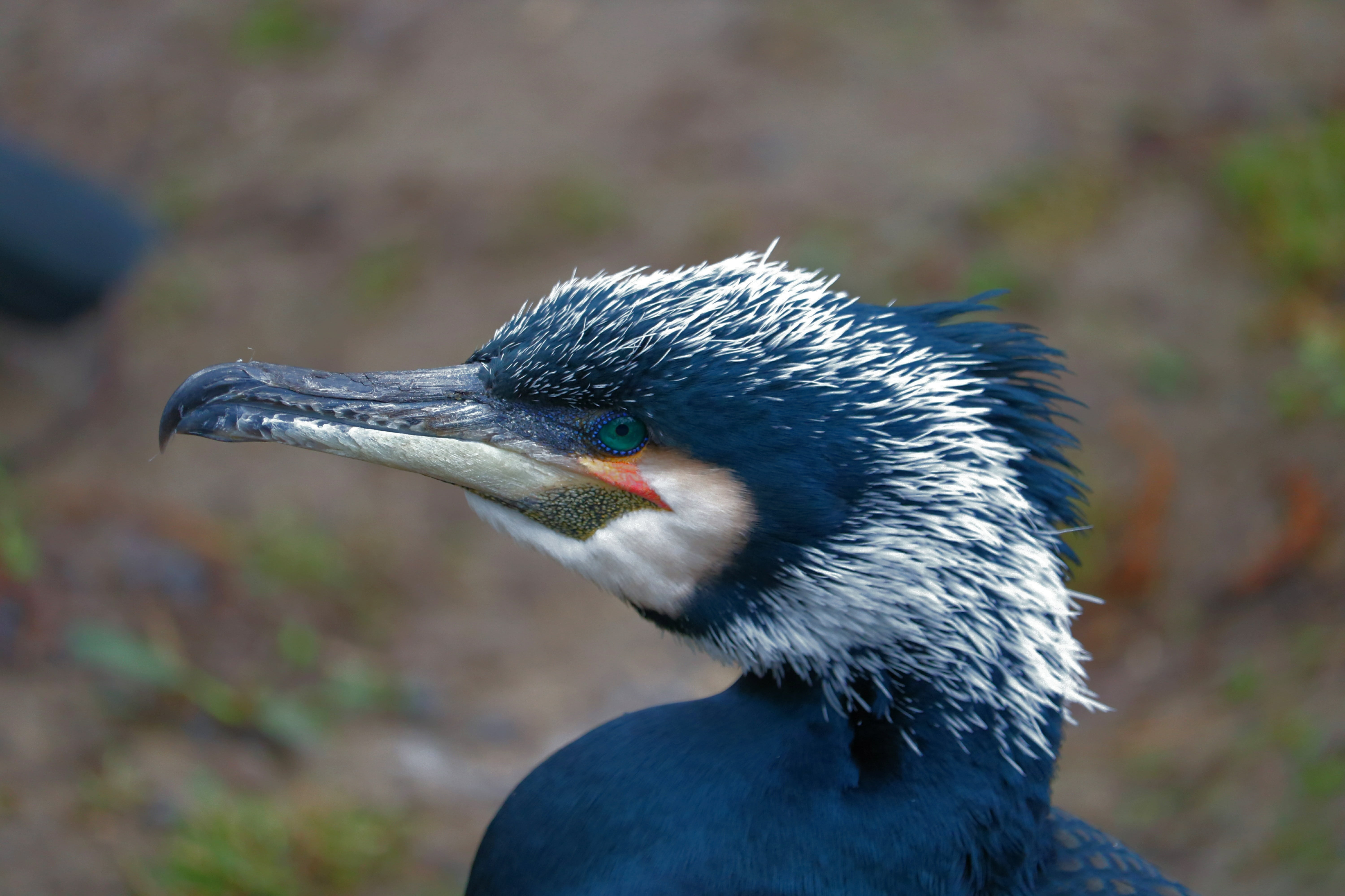 bird, focus on foreground, vertebrate, one animal, 5K, animals in the wild, feather, animal neck, landscape, water bird, side view, day, water, animal wildlife, HD Wallpaper
