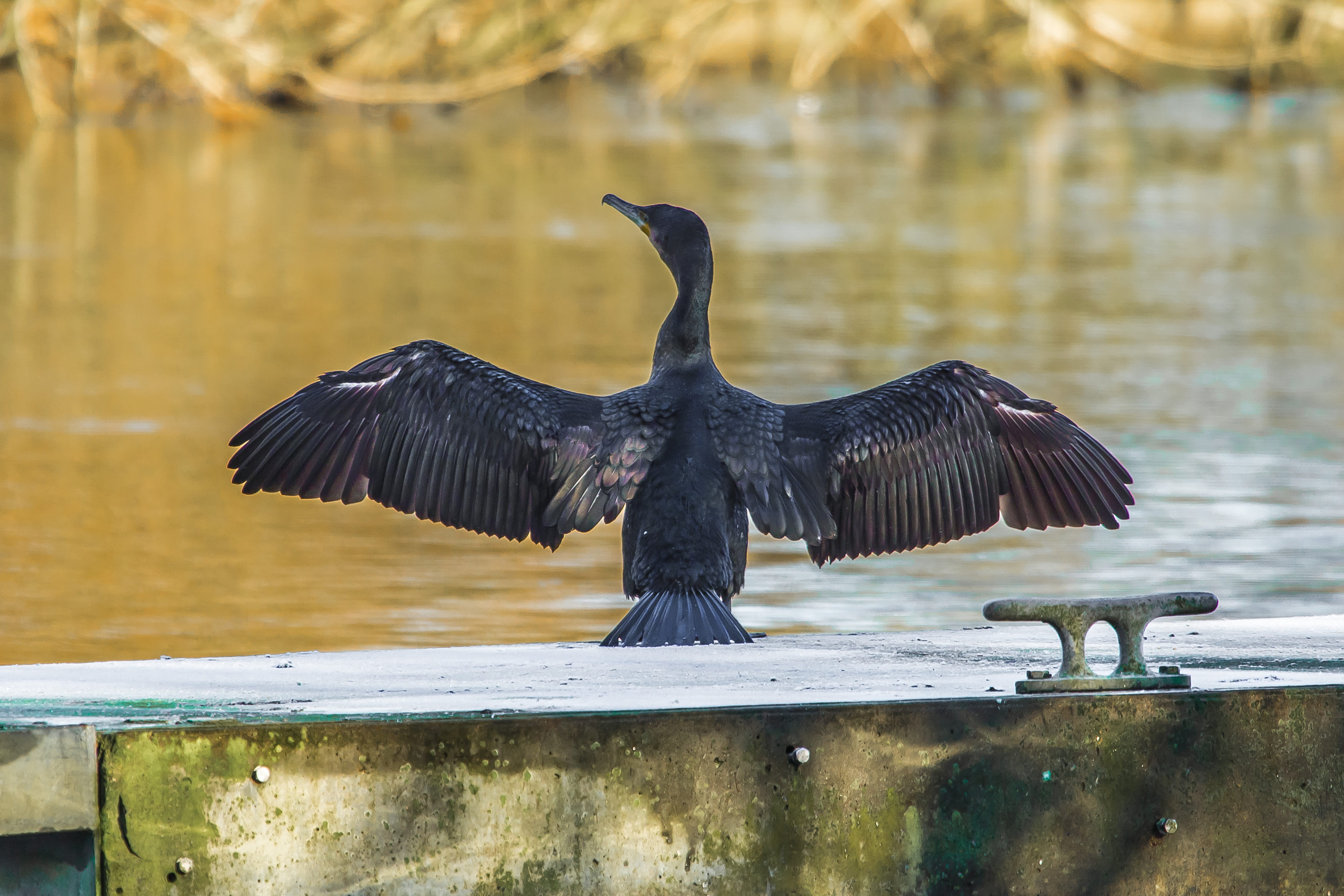 cormorant, animal, nature, river, flying, flapping, animals in the wild, spread wings, animal wing, one animal, outdoors, black color, animal themes, 5K, HD Wallpaper