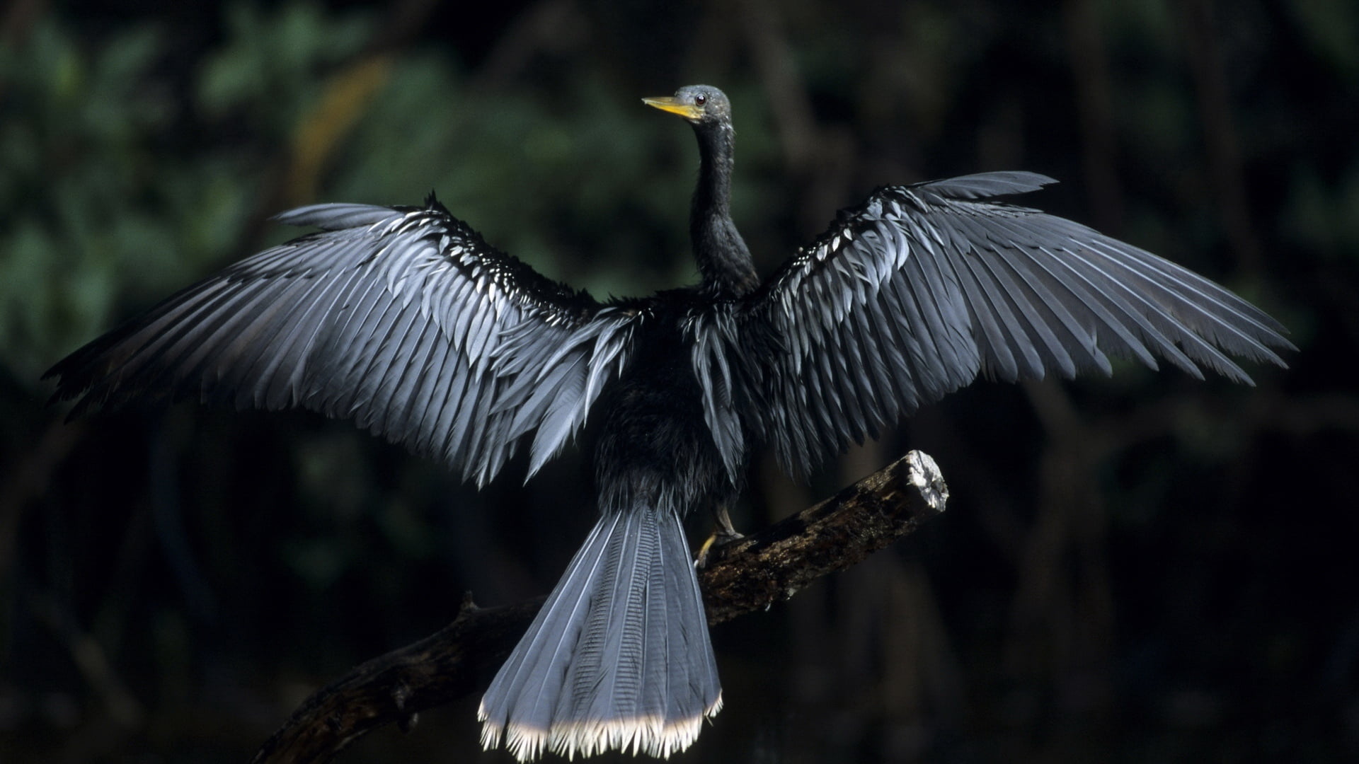 wingspan, animals In The Wild, bird of prey, cormorant, 1080P, one animal, animal Wing, feather, day, flapping, beak, full length, bird Watching, outdoors, HD Wallpaper