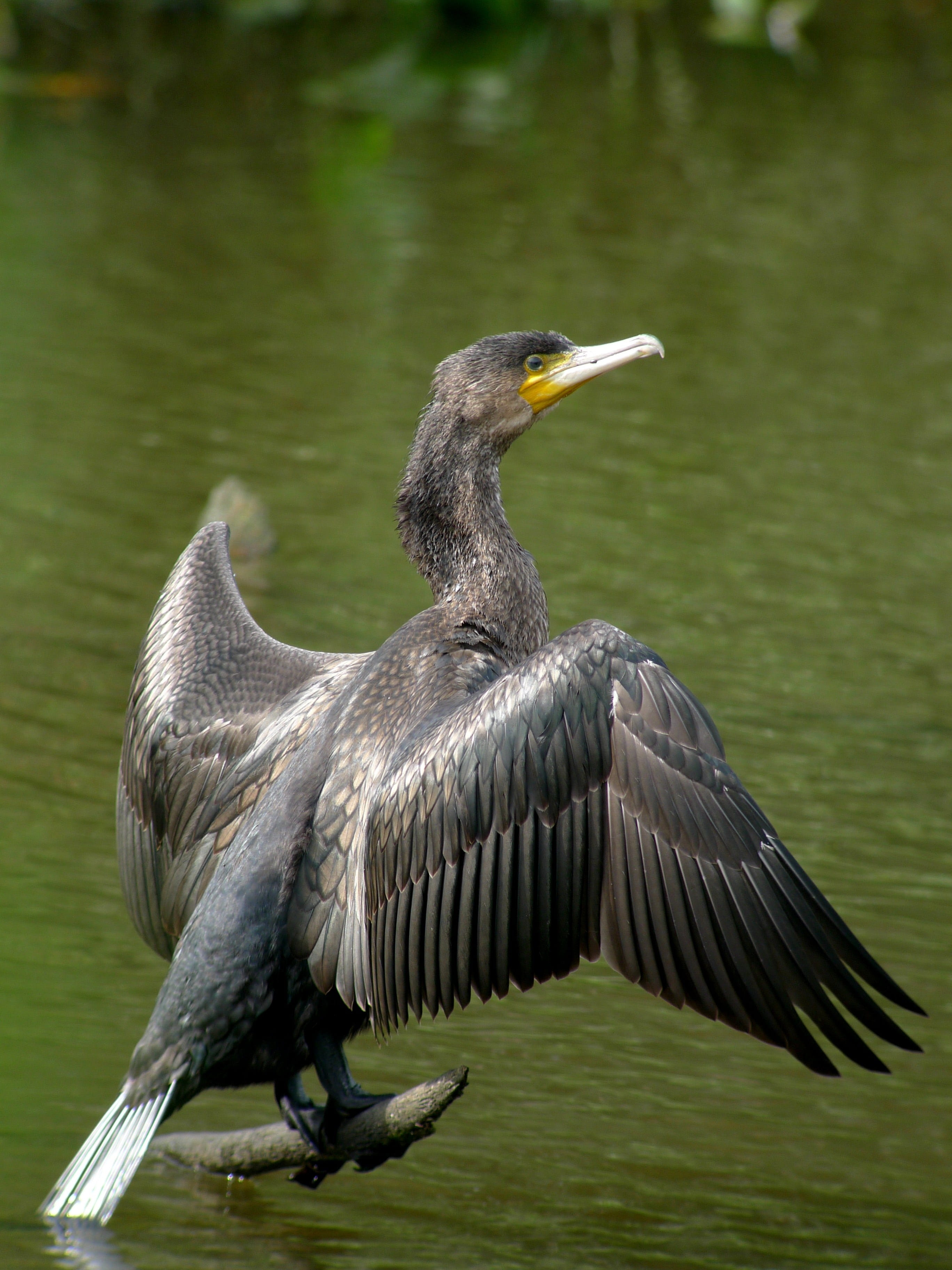 Great Cormorant, water bird, 2K, day, focus on foreground, vertebrate, heron, Nature, lake, phalacrocorax carbo, spread wings, one animal, bird, animals in the wild, Phone HD Wallpaper