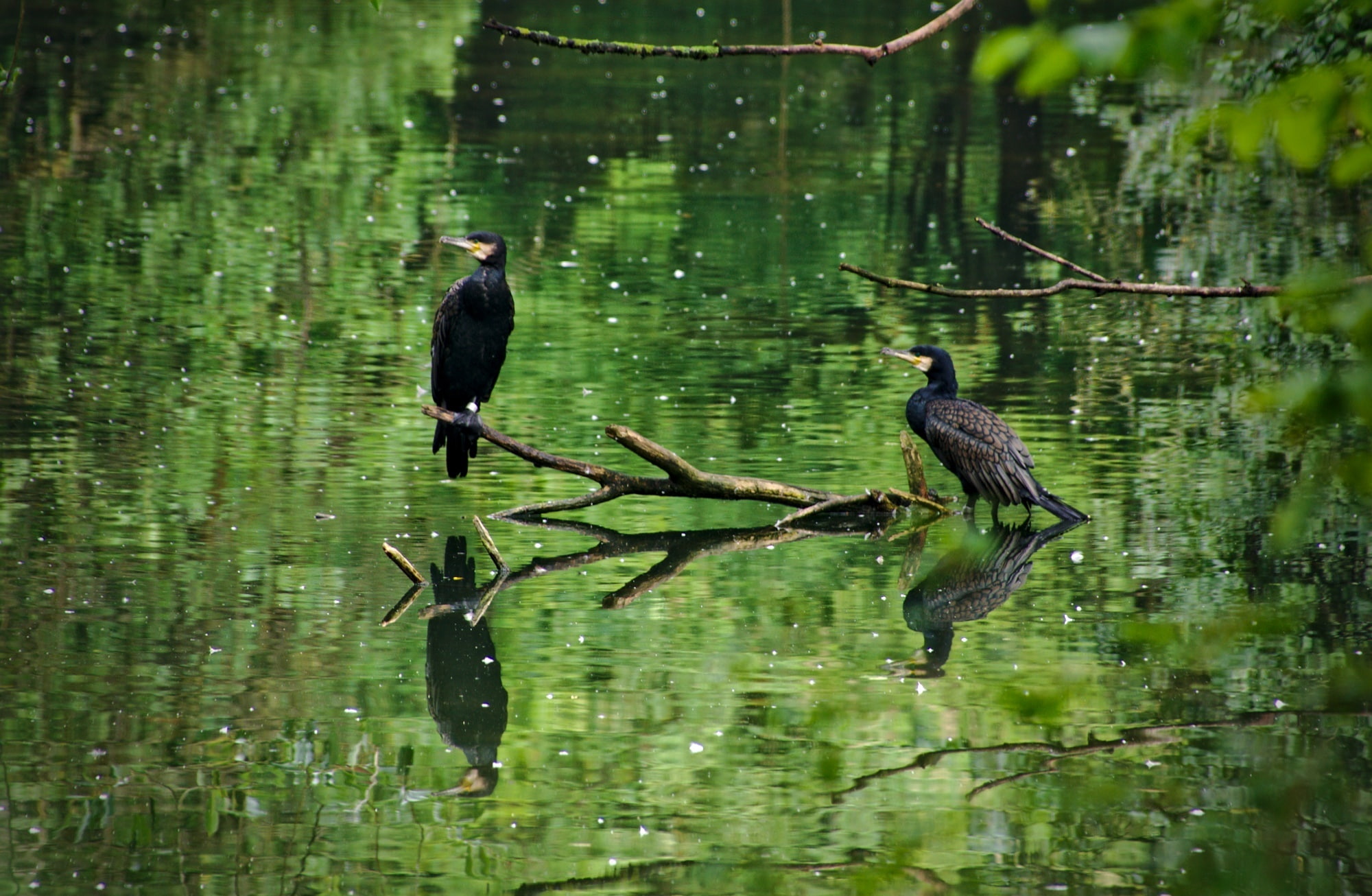 animals in the wild, Reflection, perching, bird, outdoors, Black, Germany, waterfront, vertebrate, munchnertierpark, Green, Animals, cormorant, plant, munchnerzoo, HD Wallpaper