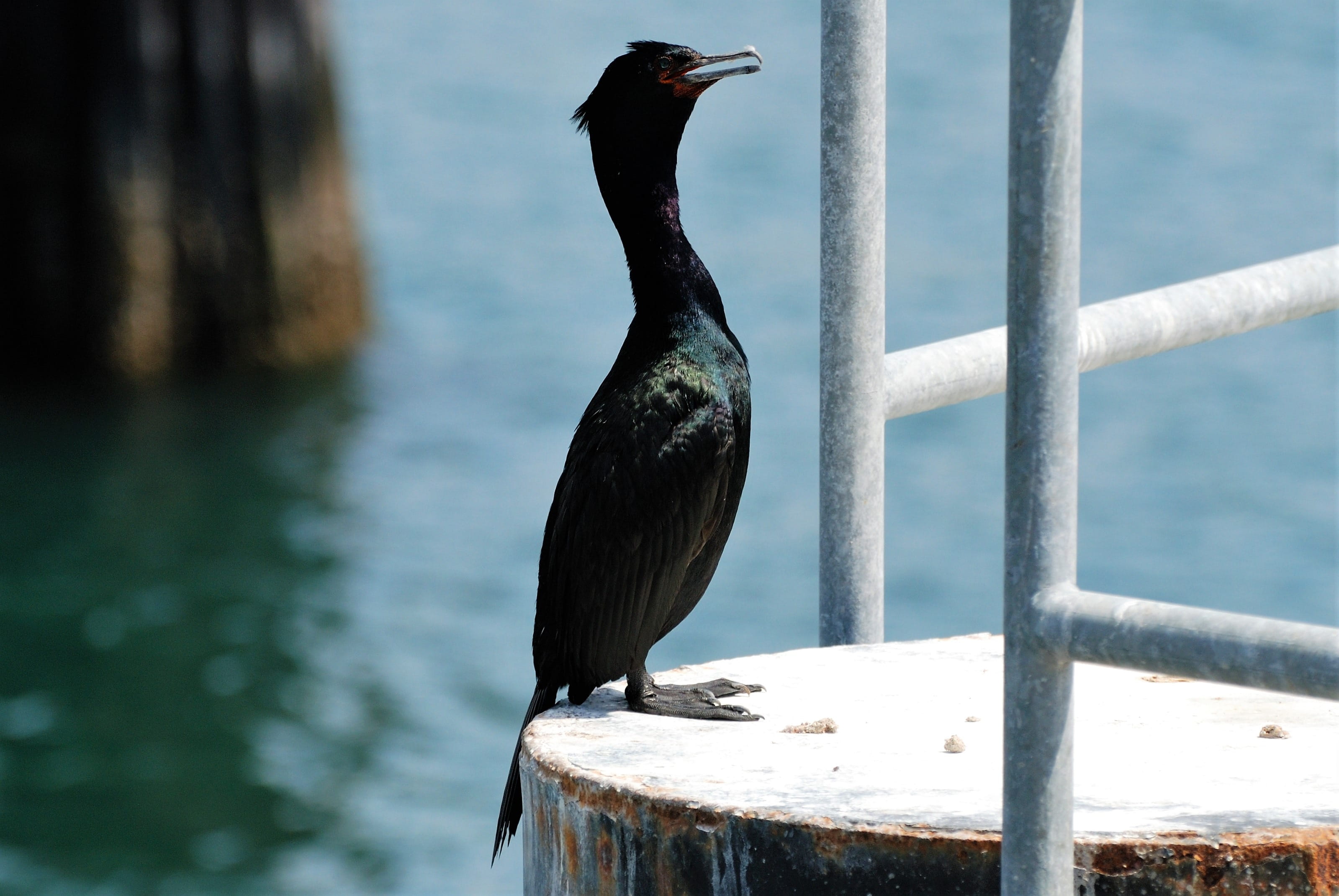 coast, outdoors, animal world, wooden post, bird, day, perching, animal themes, animal wildlife, animals in the wild, close-up, no people, 2K, nature, HD Wallpaper
