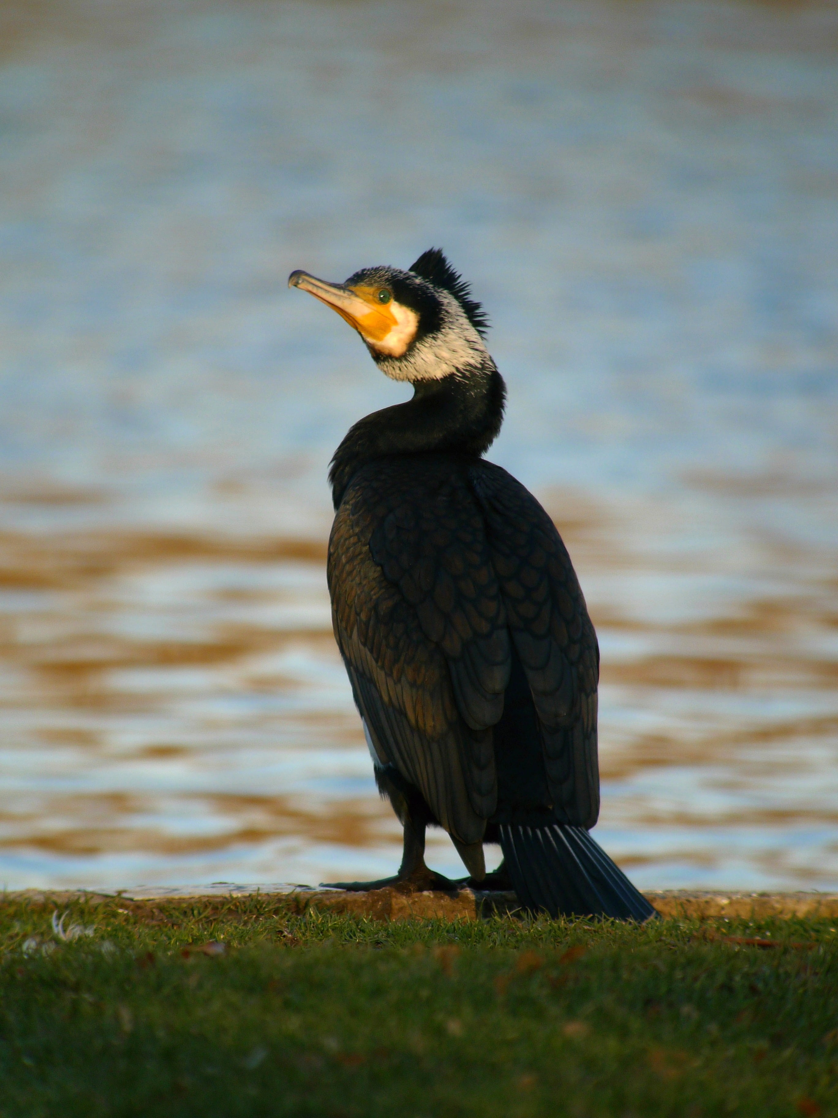 vertebrate, nature, no people, focus on foreground, birds, perching, outdoors, lake, beak, great cormorant, animal themes, water, waterfowl, looking, full length, Phone HD Wallpaper
