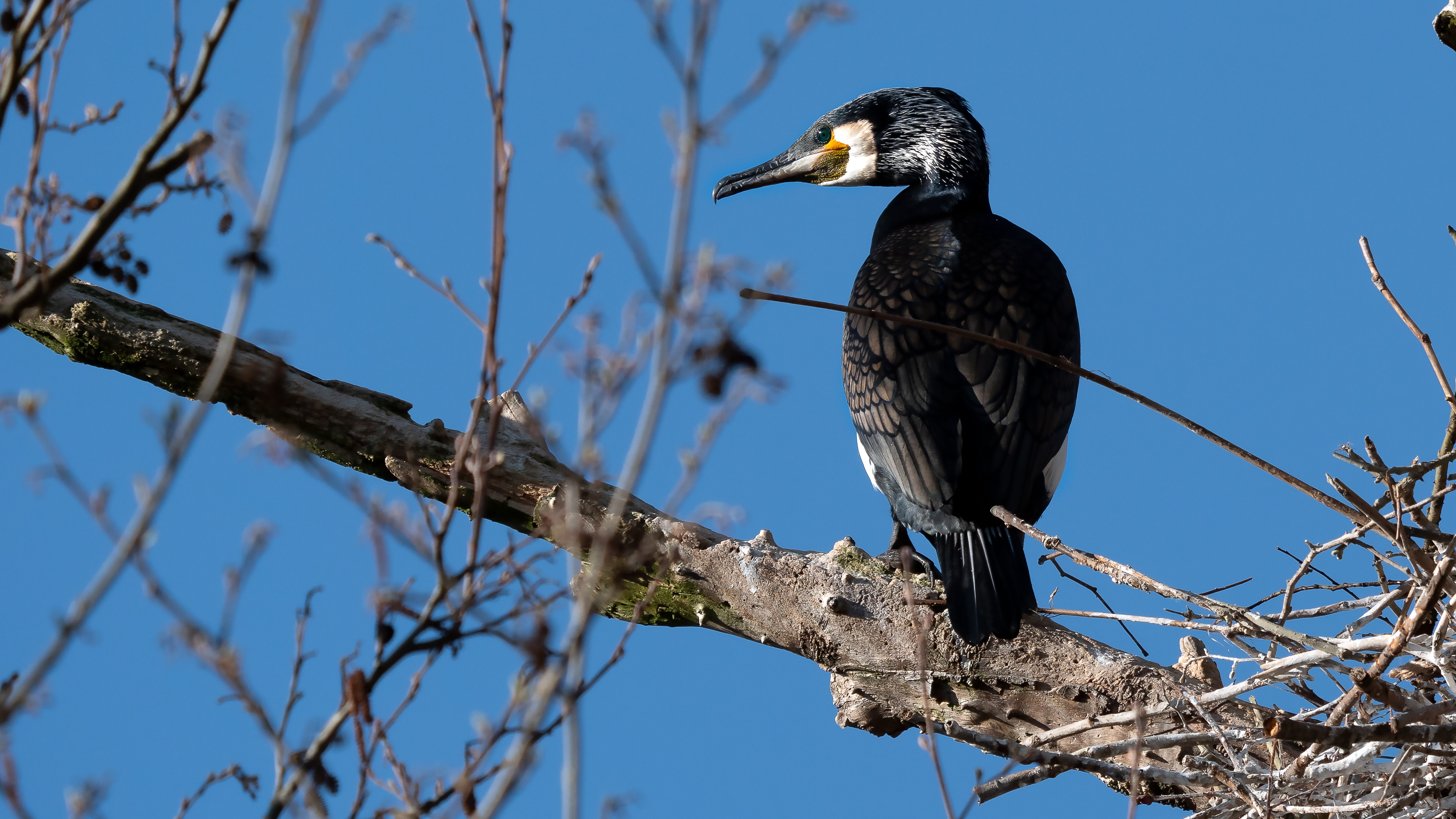 eagle, bare tree, nature, outdoors, animal wildlife, vertebrate, great cormorant, plant, animal themes, tree, no people, phalacrocorax, day, beak, branch, HD Wallpaper