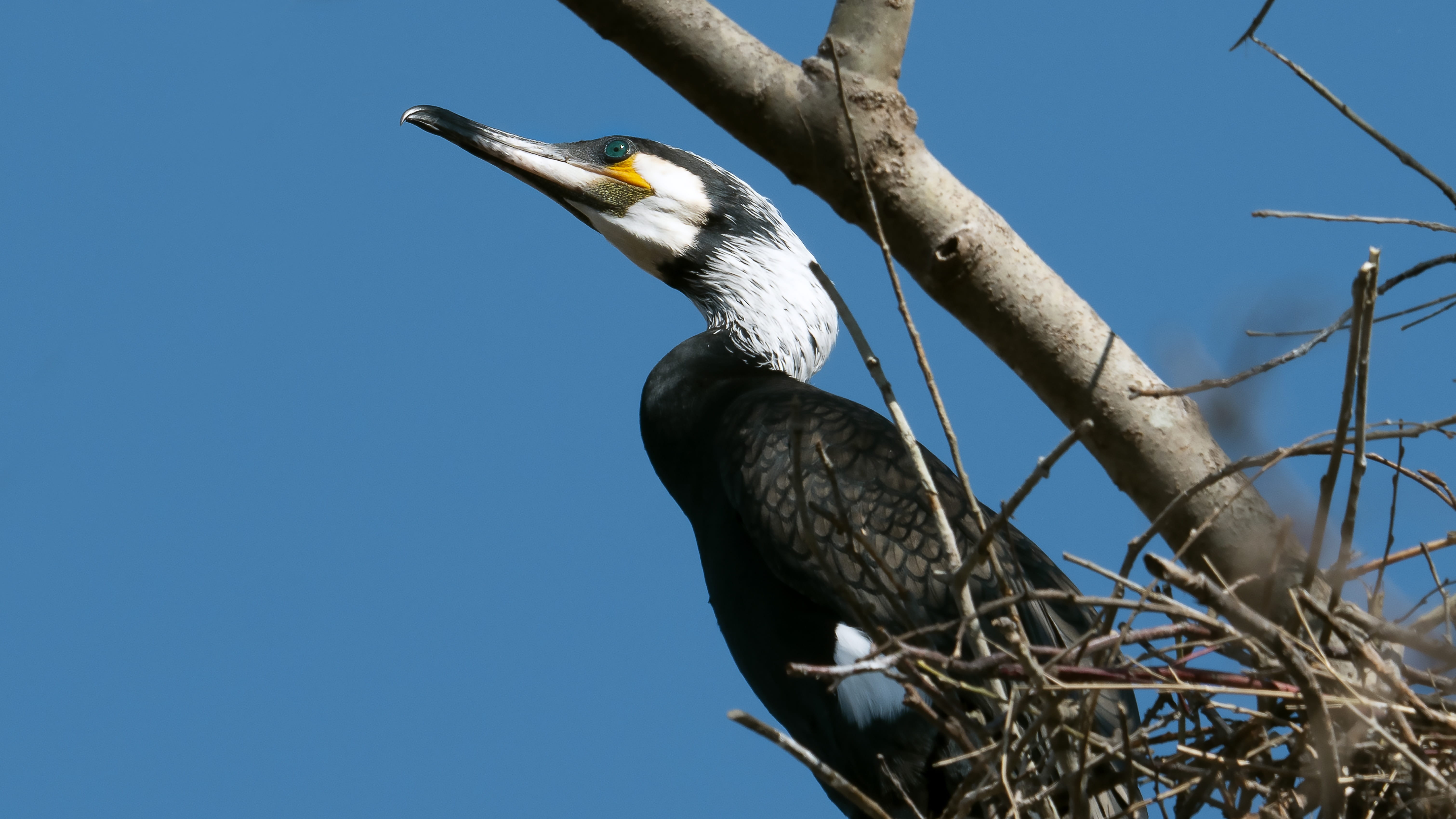woodpecker, animal themes, one animal, birds, outdoors, vertebrate, low angle view, nature, plant, tree, cormorant, perching, black, portrait, animals in the wild, HD Wallpaper
