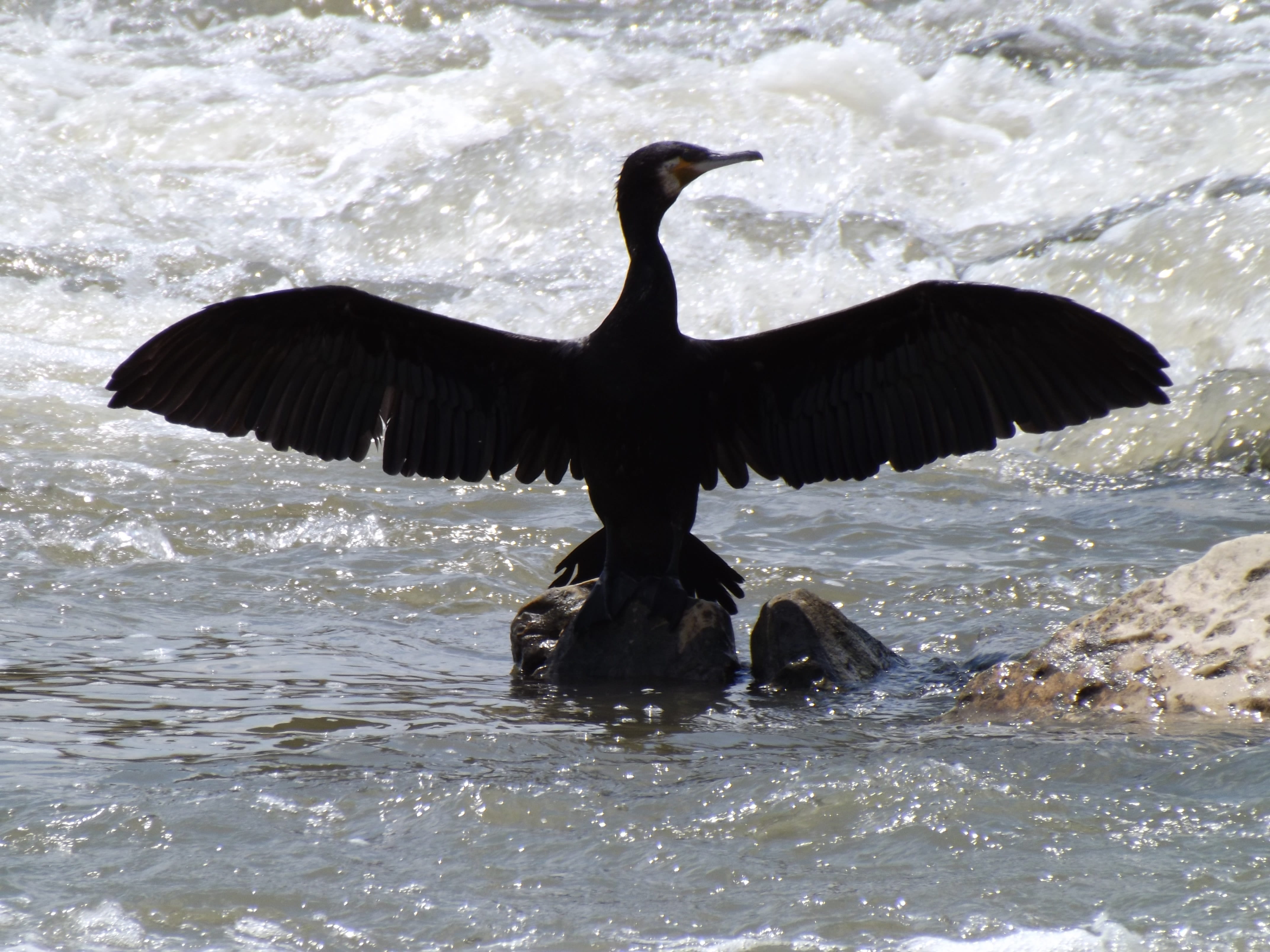 waterfront, wings, animal wing, one animal, animal wildlife, nature, animal themes, water, 4K, bird, dance, flying, no people, day, motion, black, animal, HD Wallpaper