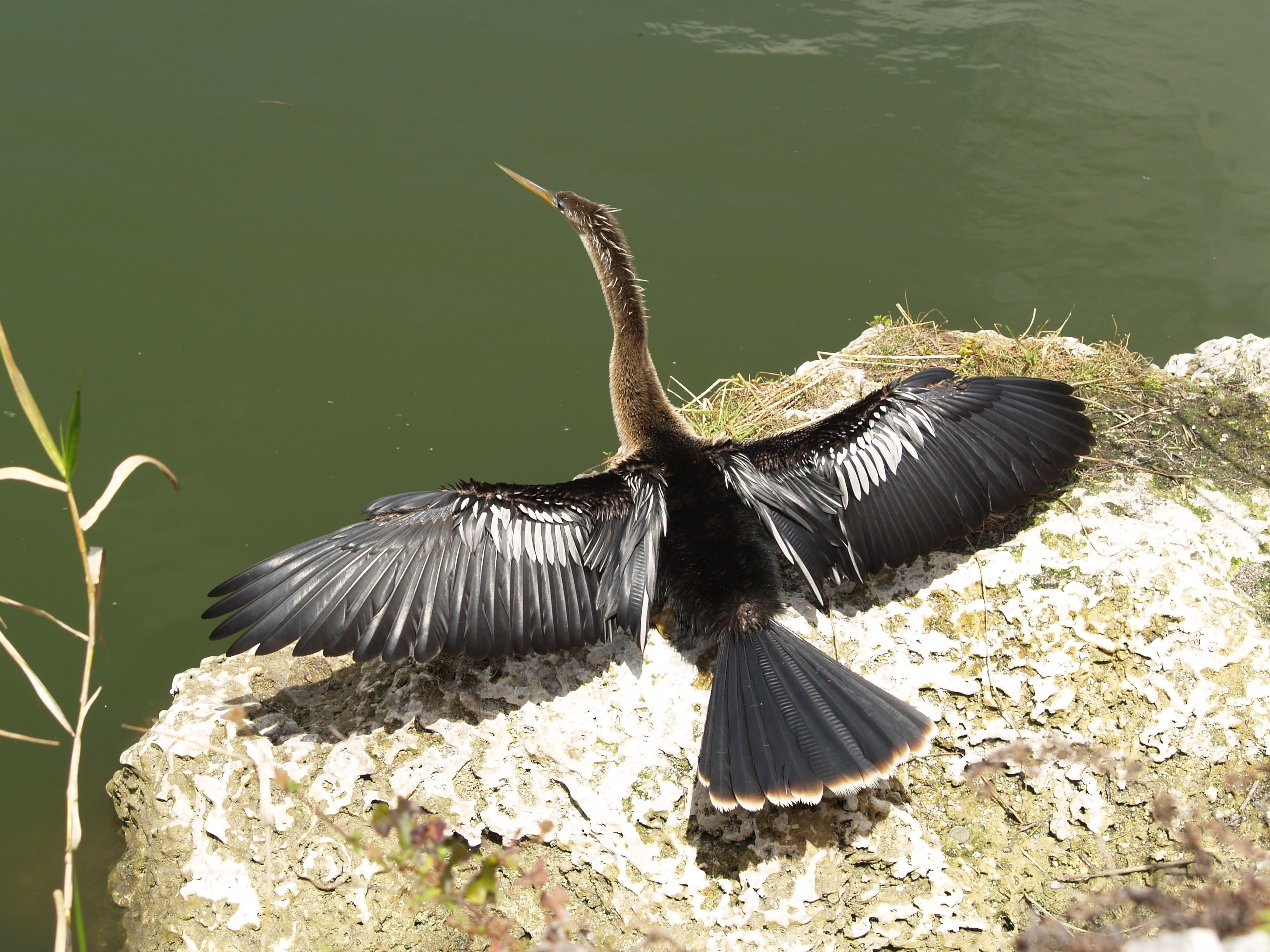 outdoors, wildlife, water turkey, spread wings, animal wildlife, no people, everglades national park, water, lake, florida, animal wing, cliff, sunlight, HD Wallpaper