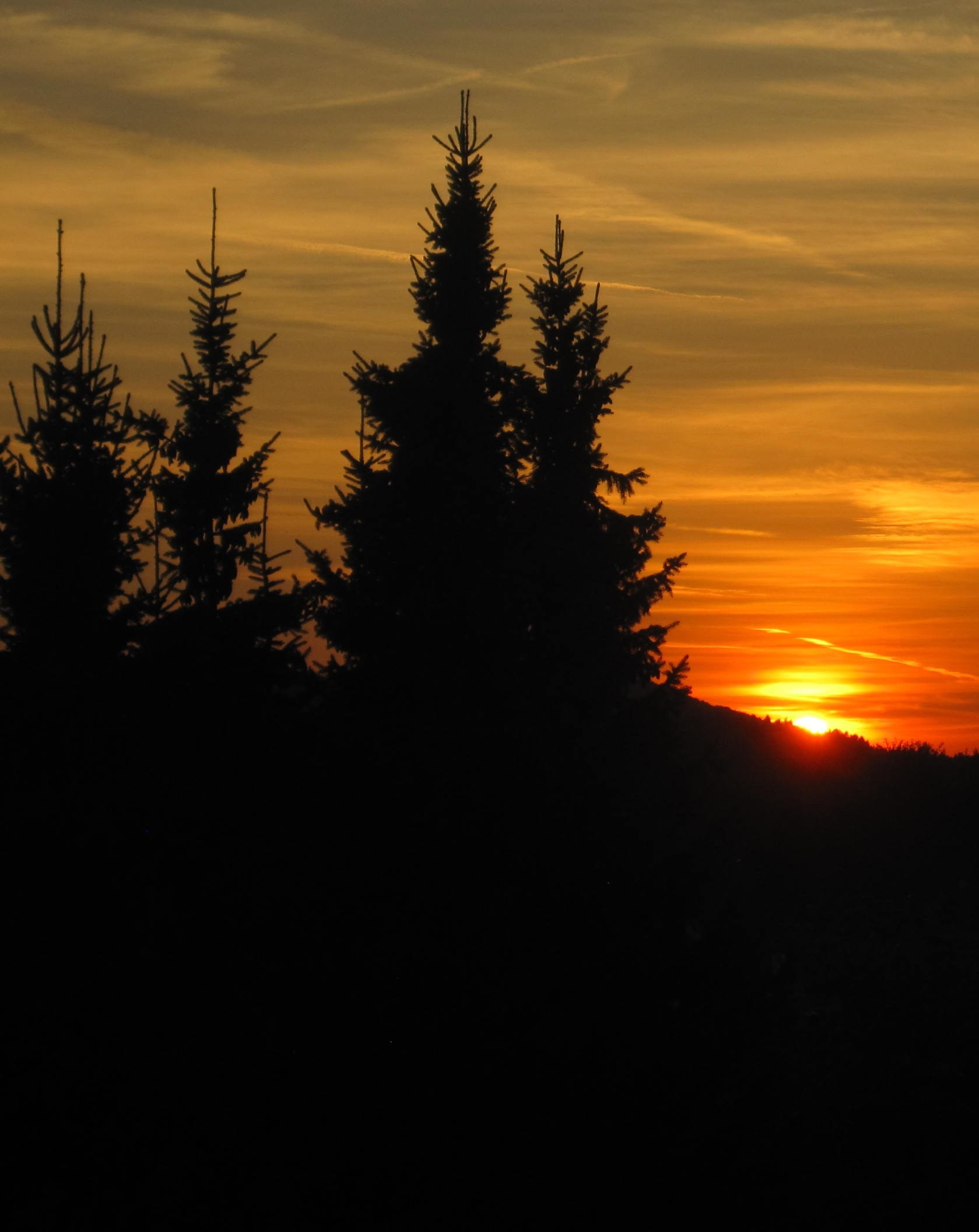 outdoors, landscape, Firs, orange color, cloud - sky, clouds, silhouette, evening sky, land, scenics - nature, setting sun, tree, coniferous tree, golden light, Phone HD Wallpaper
